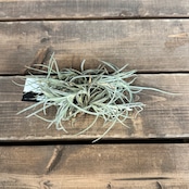 チランジア クロカータxウスネオイデス ハイブリッド【985】