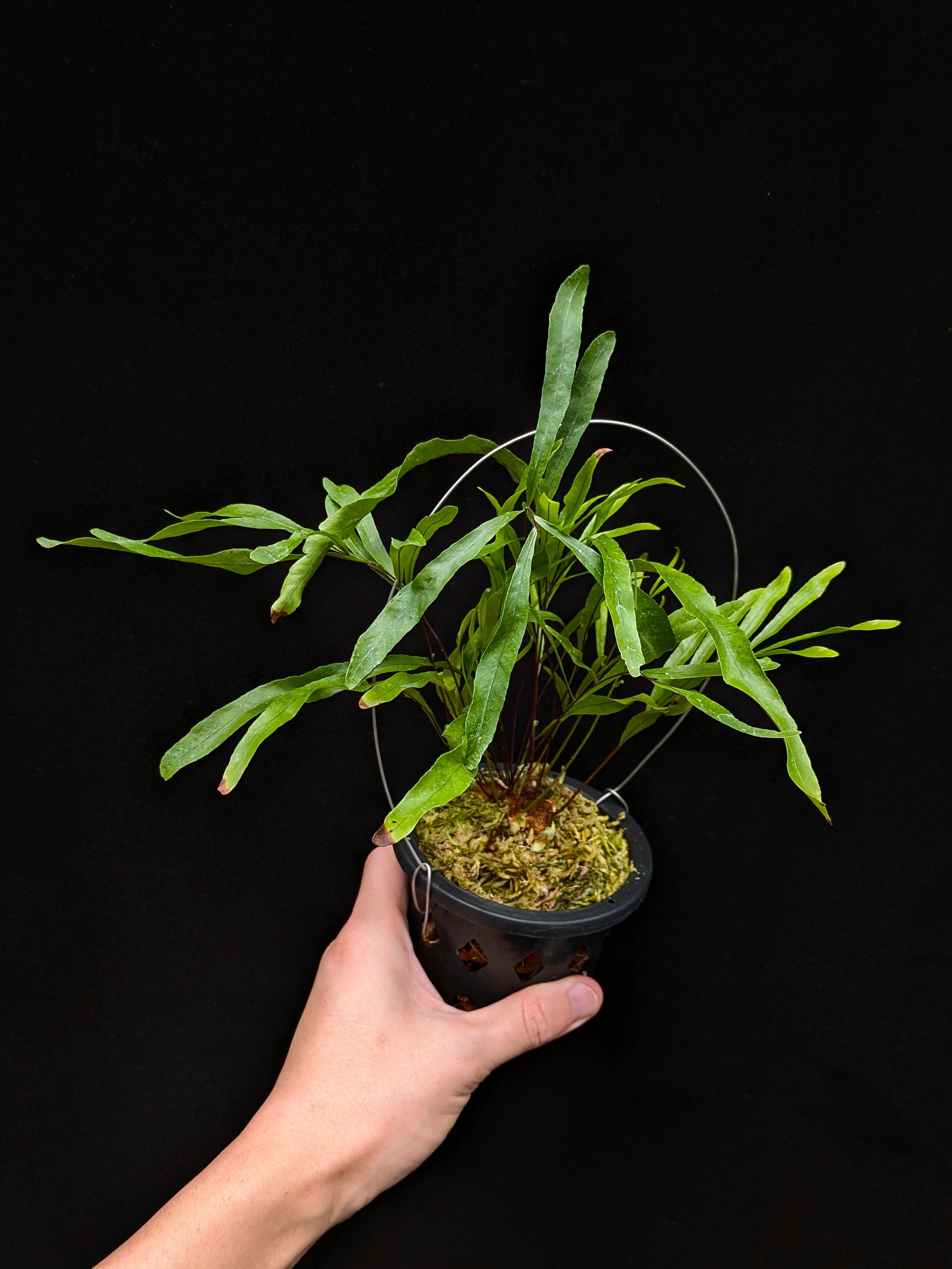 Hoya sp. Timika | 伊藤蟻植物農園