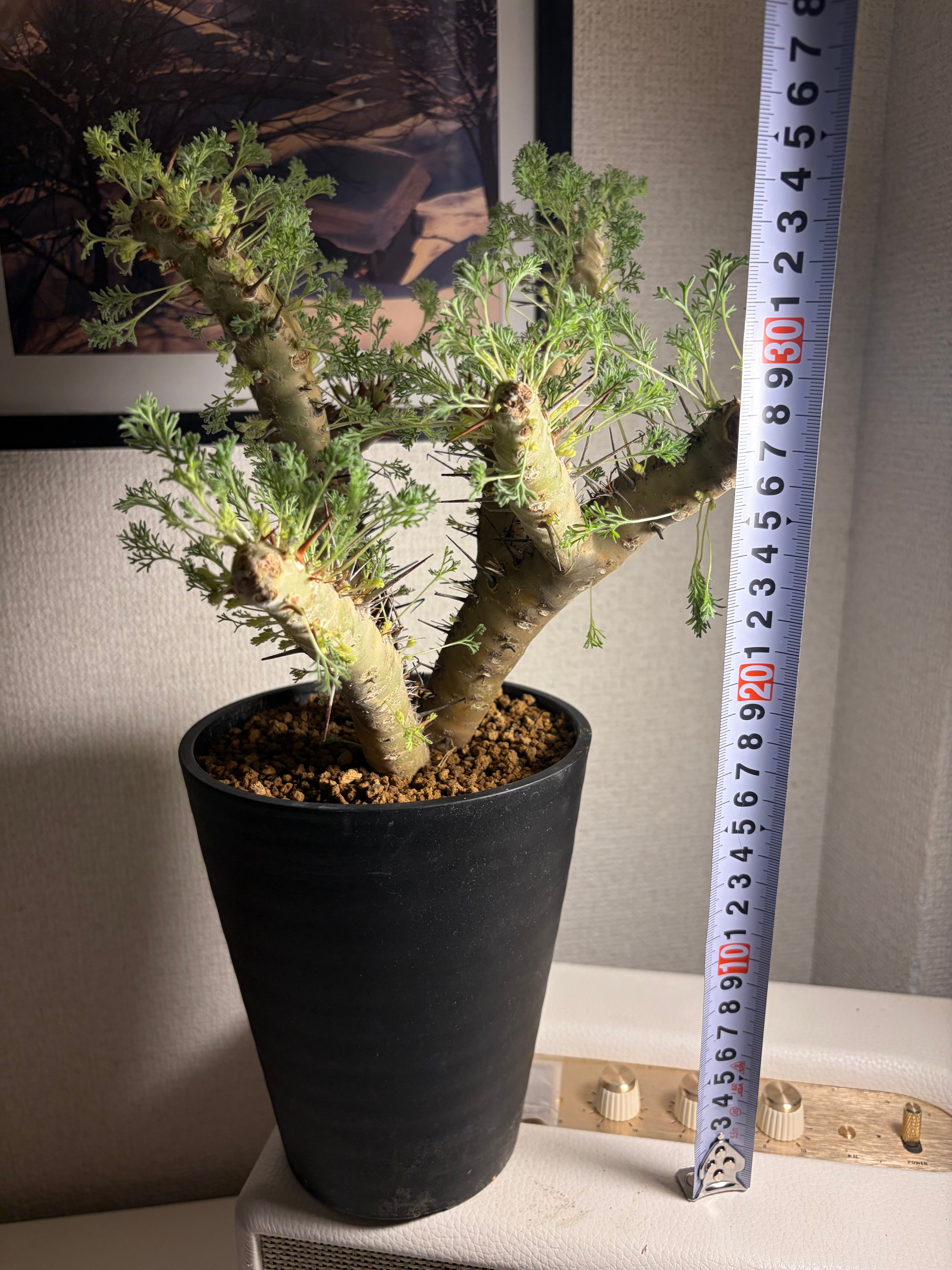 モンソニア クラシカウレ 塊根植物 コミフォラ ケラリア フォークイエリア モンソニア クラシカウレ 塊根植物 コミフォラ ケラリア フォークイ
