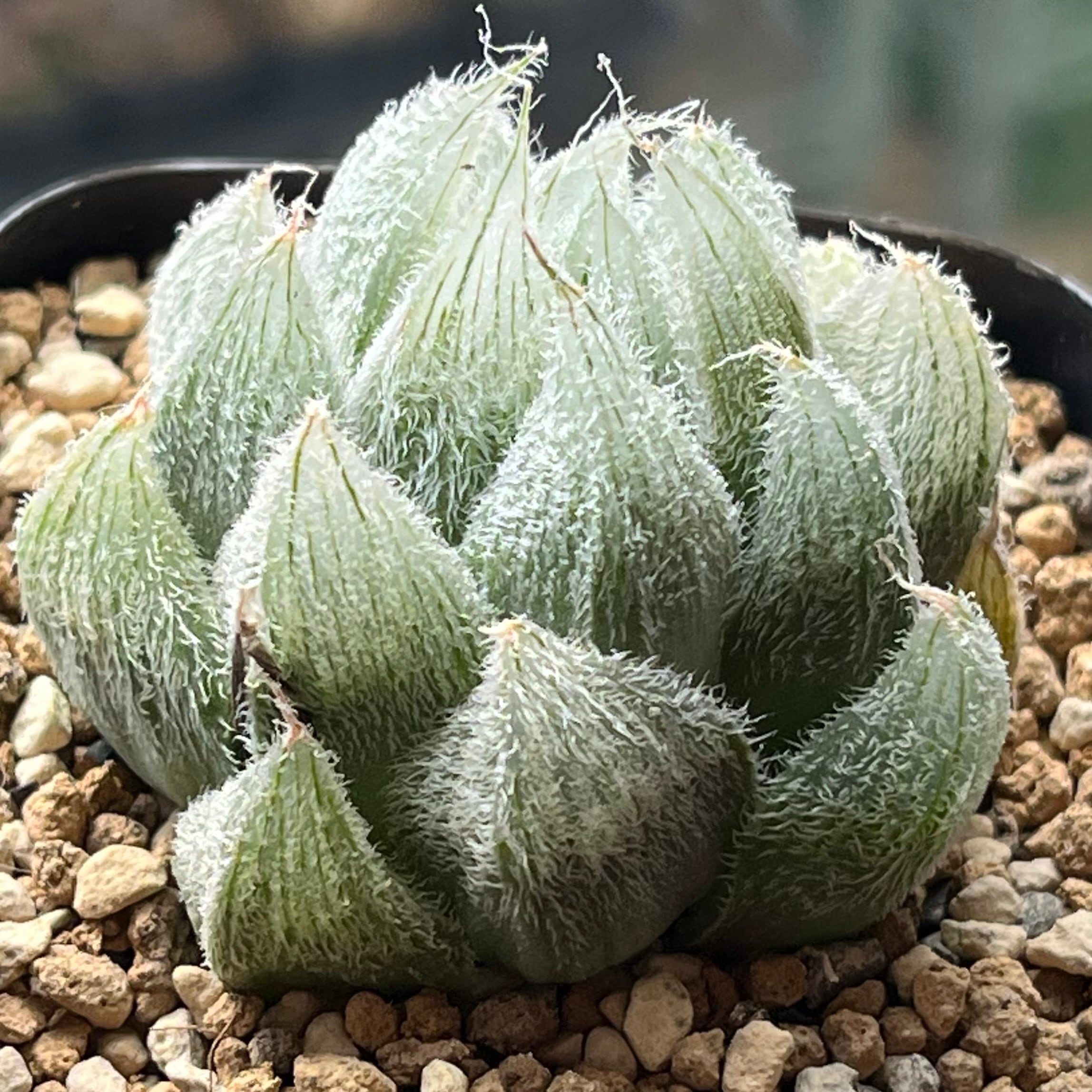 ベヌスタ系 | mocono_plants