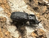 【WD】《ウンナンイッカククワガタ ペア》