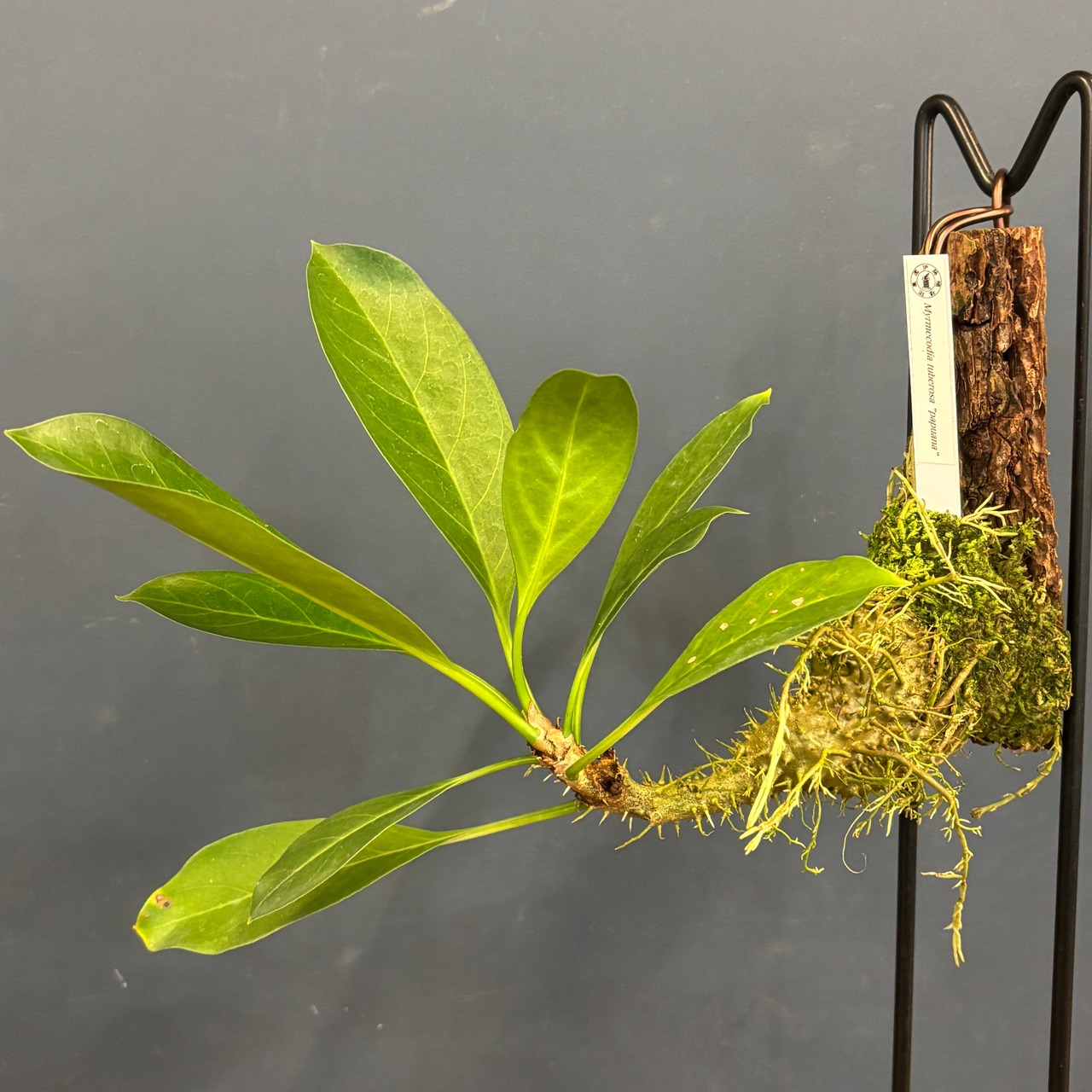 ミルメコディア　tuberosa 'papuana'【866】