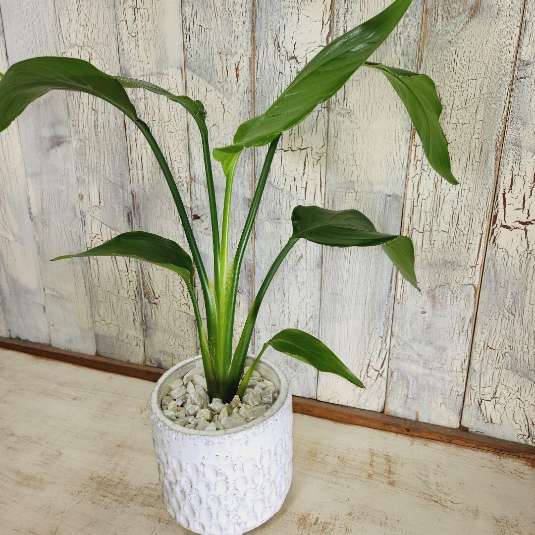 観葉植物 ストレリチア オーガスタ | 陽華園