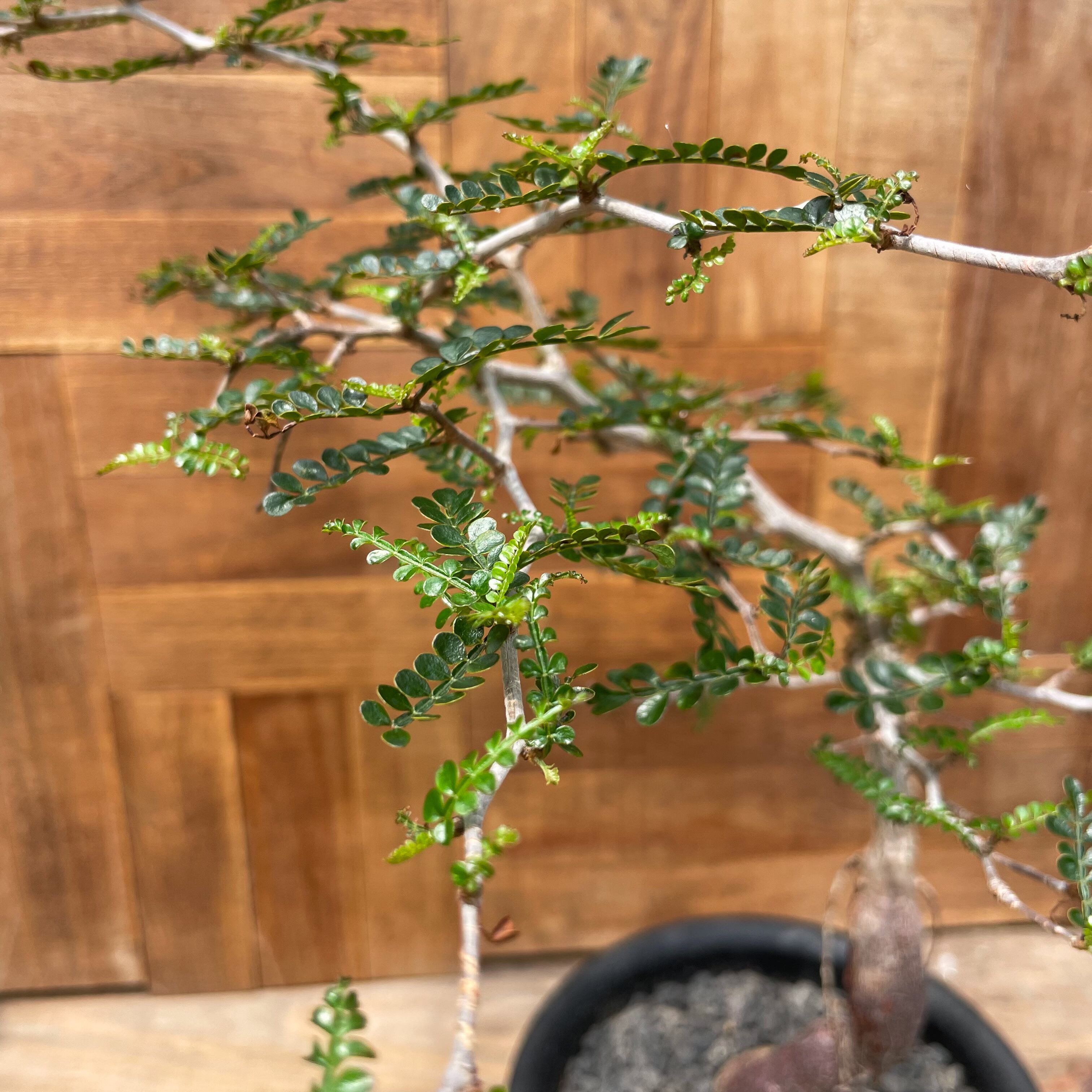 オペルクリカリア パキプス　 Operculicarya pachypus 実生 オペルクリカリア パキプス／Operculicarya pachypus 発根済 (商品番号P