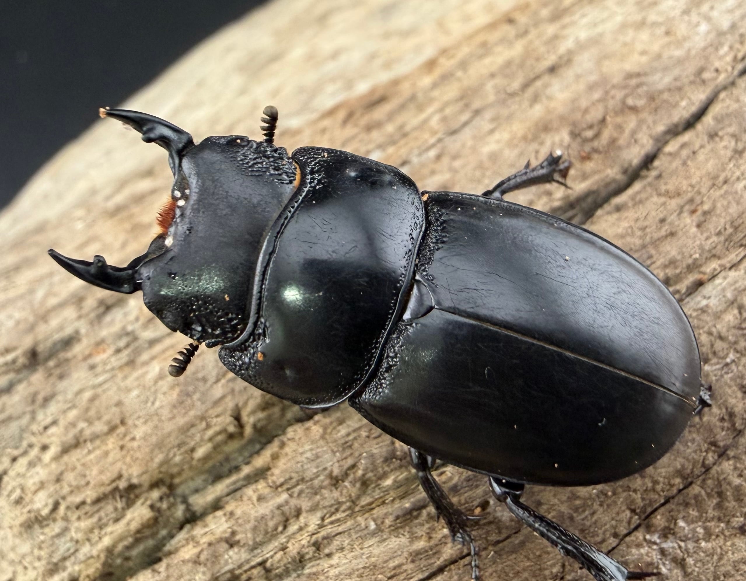 WD】良型《パラワンオオヒラタクワガタ 95mm ペア》 | KPW公式