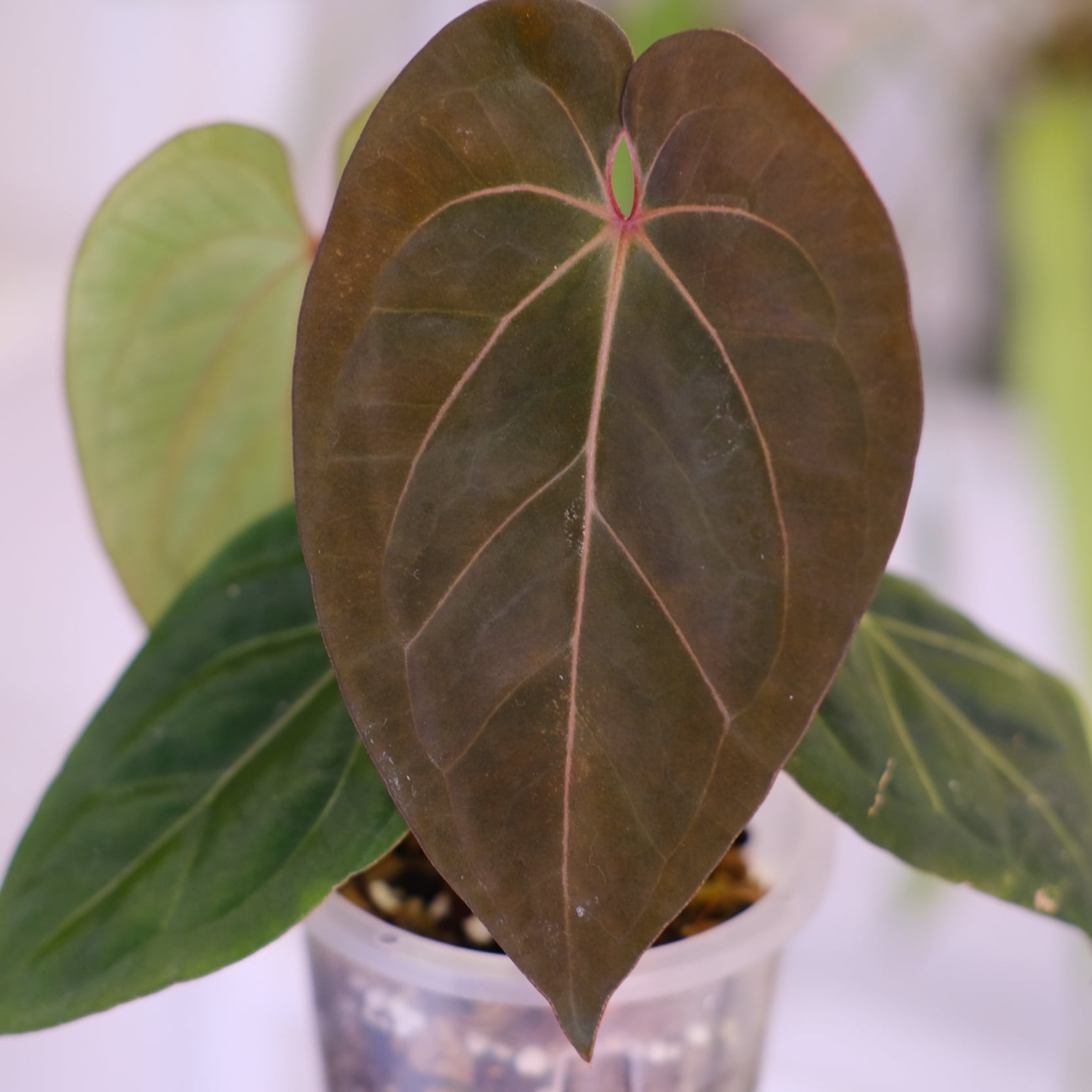 アンスリウム・キングオブスペード × ミシェル②│Anthurium King of