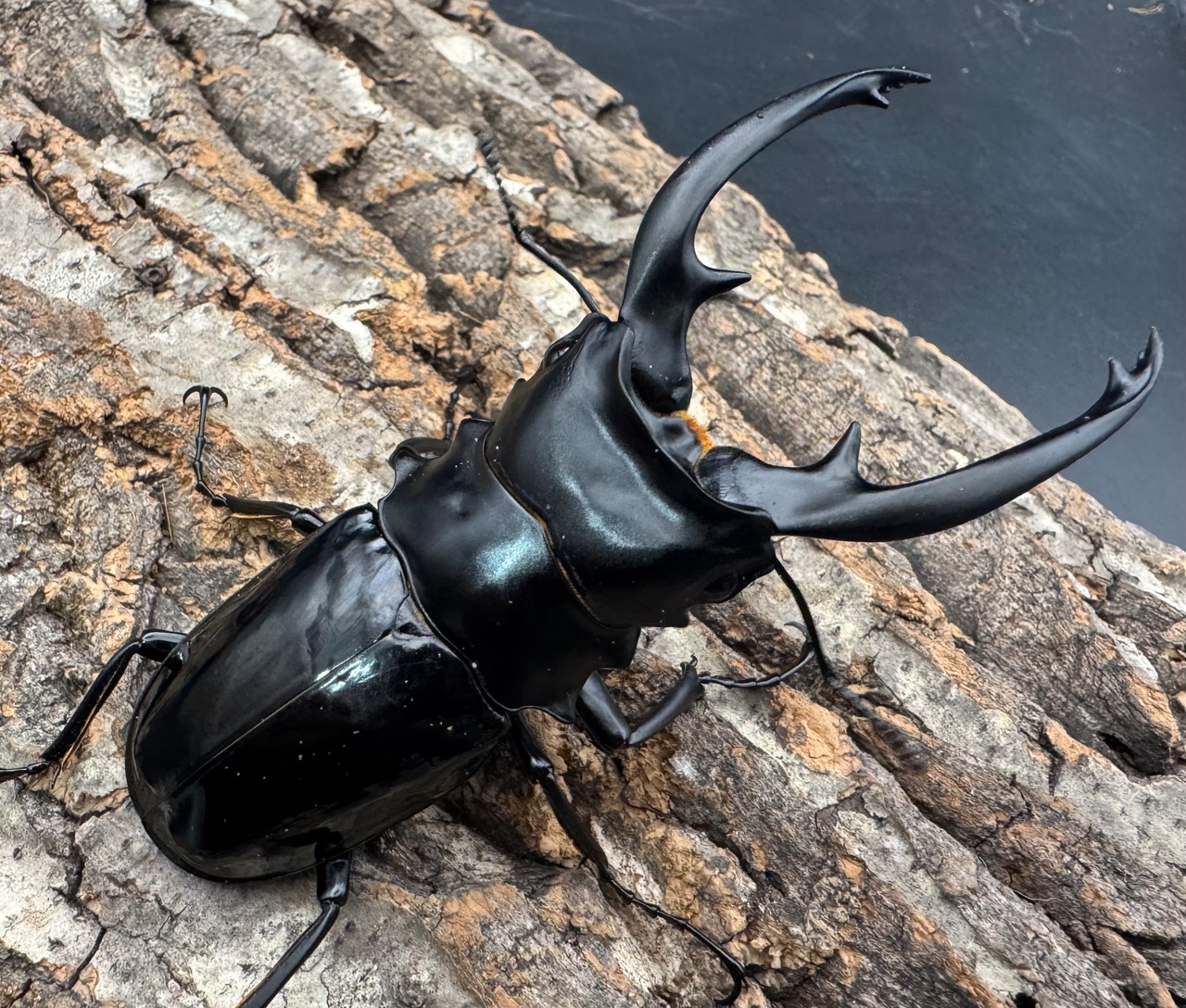 【WD】《インターメディアツヤクワガタ ネグロス産 98mm ペア》