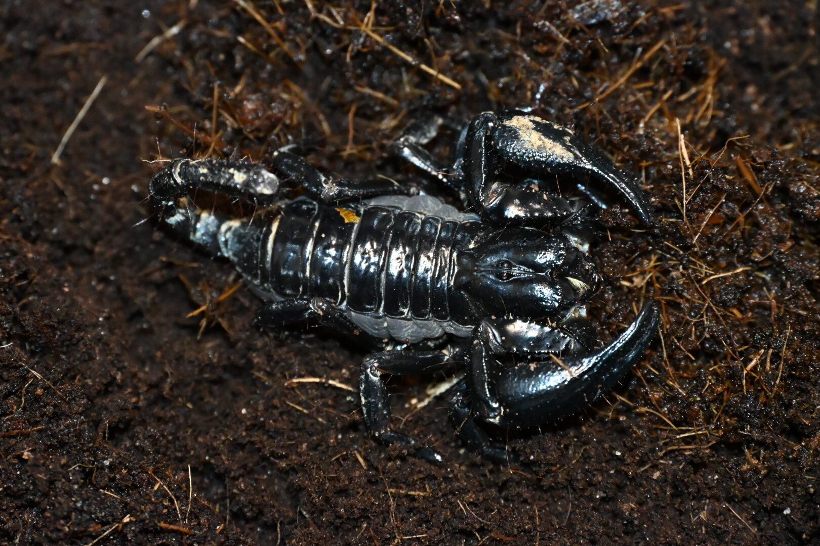 ベトナムスタウトレッグアースタイガー Magnacrus tongmianensis | ss商店
