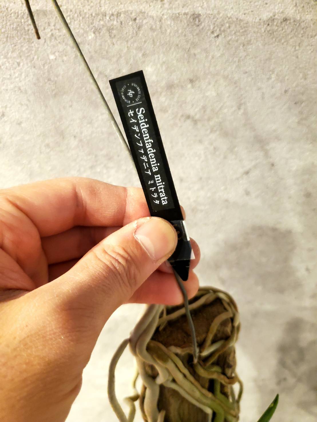 夏の 着生ラン セイデンファデニア ミトラタ 花芽付き 板付