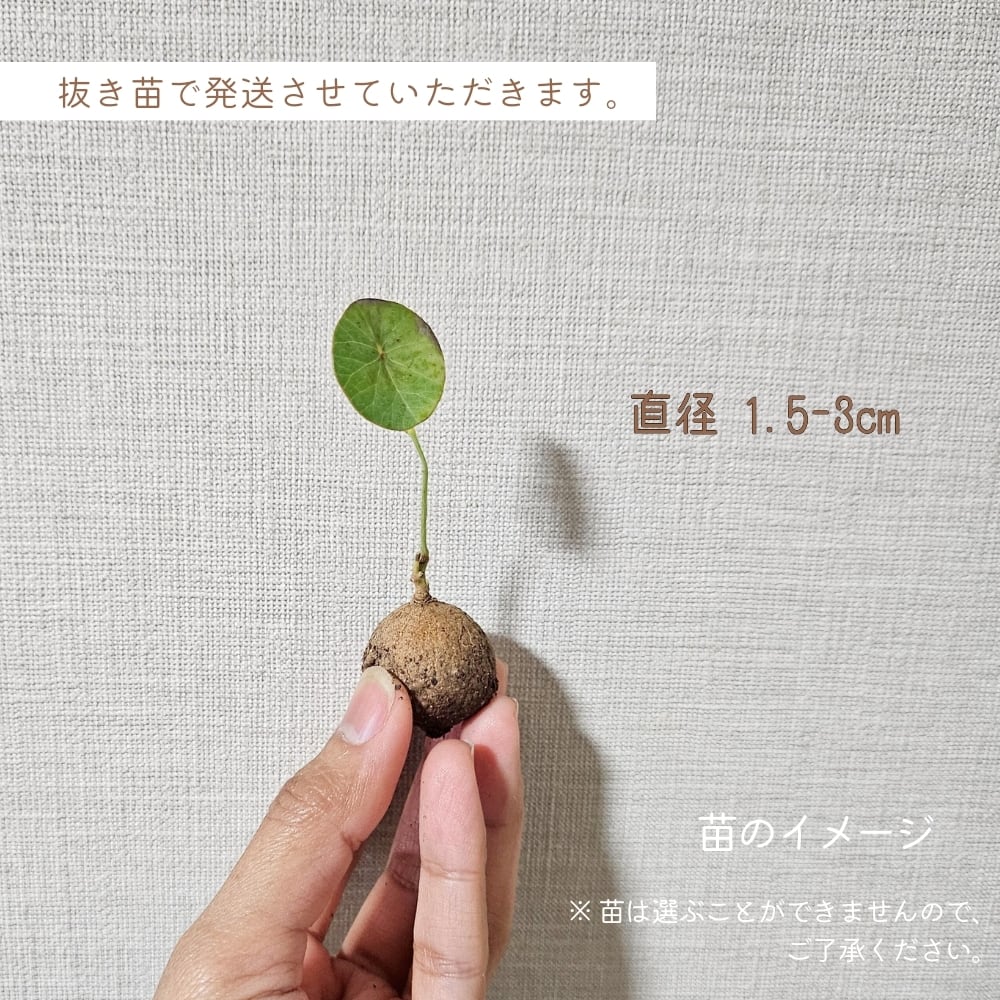 ステファニア 楽天市場】（観葉植物）ステファニア エレクタ 2．5〜3号（1