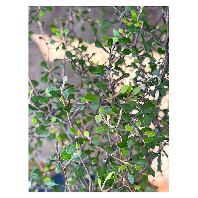 Corokia cotoneaster 'Little Prince'