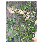 Corokia cotoneaster 'Little Prince'