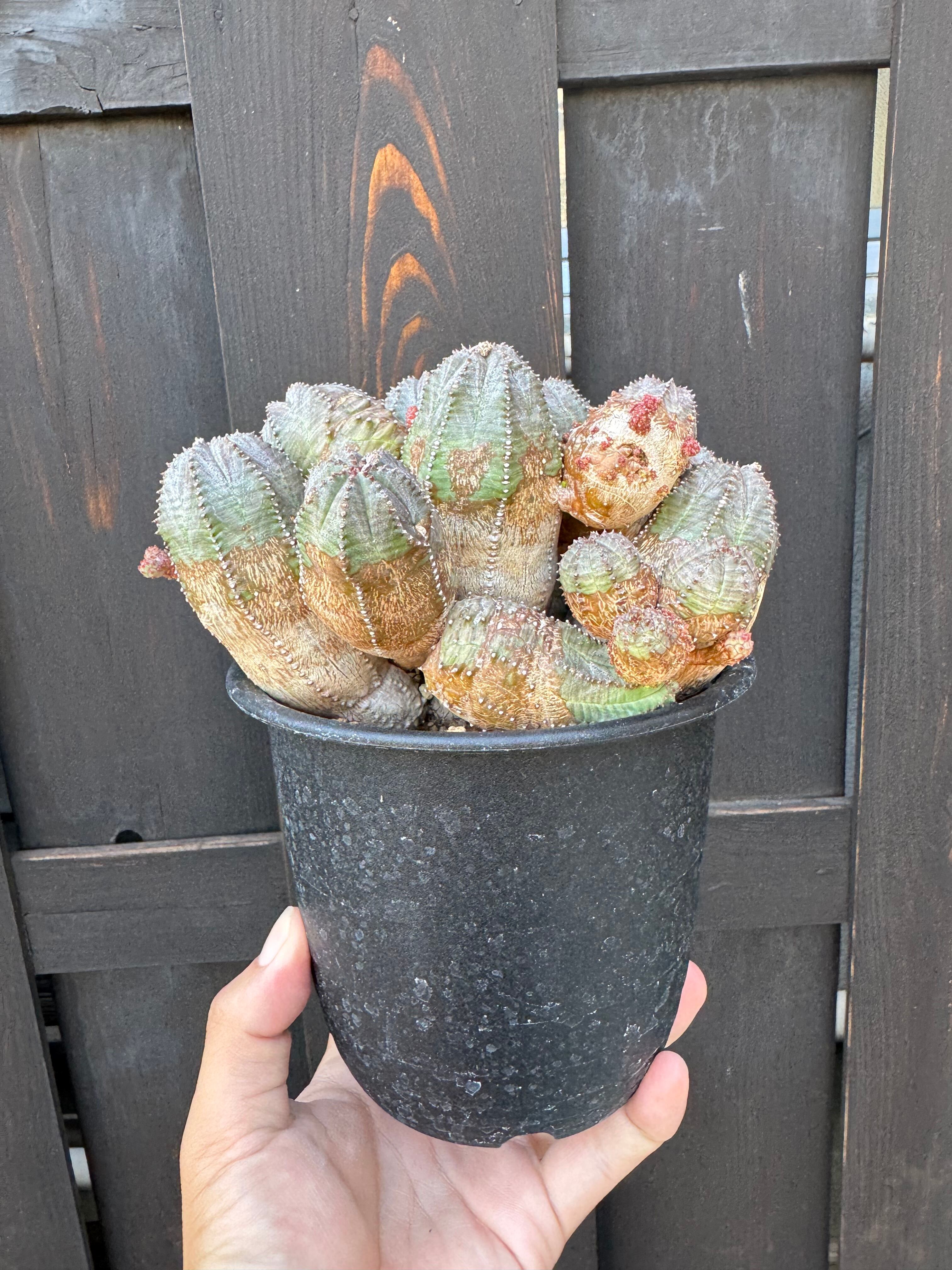 新着】Euphorbia Obesa × ボクタノ鉢【BOKU HA TANOSII