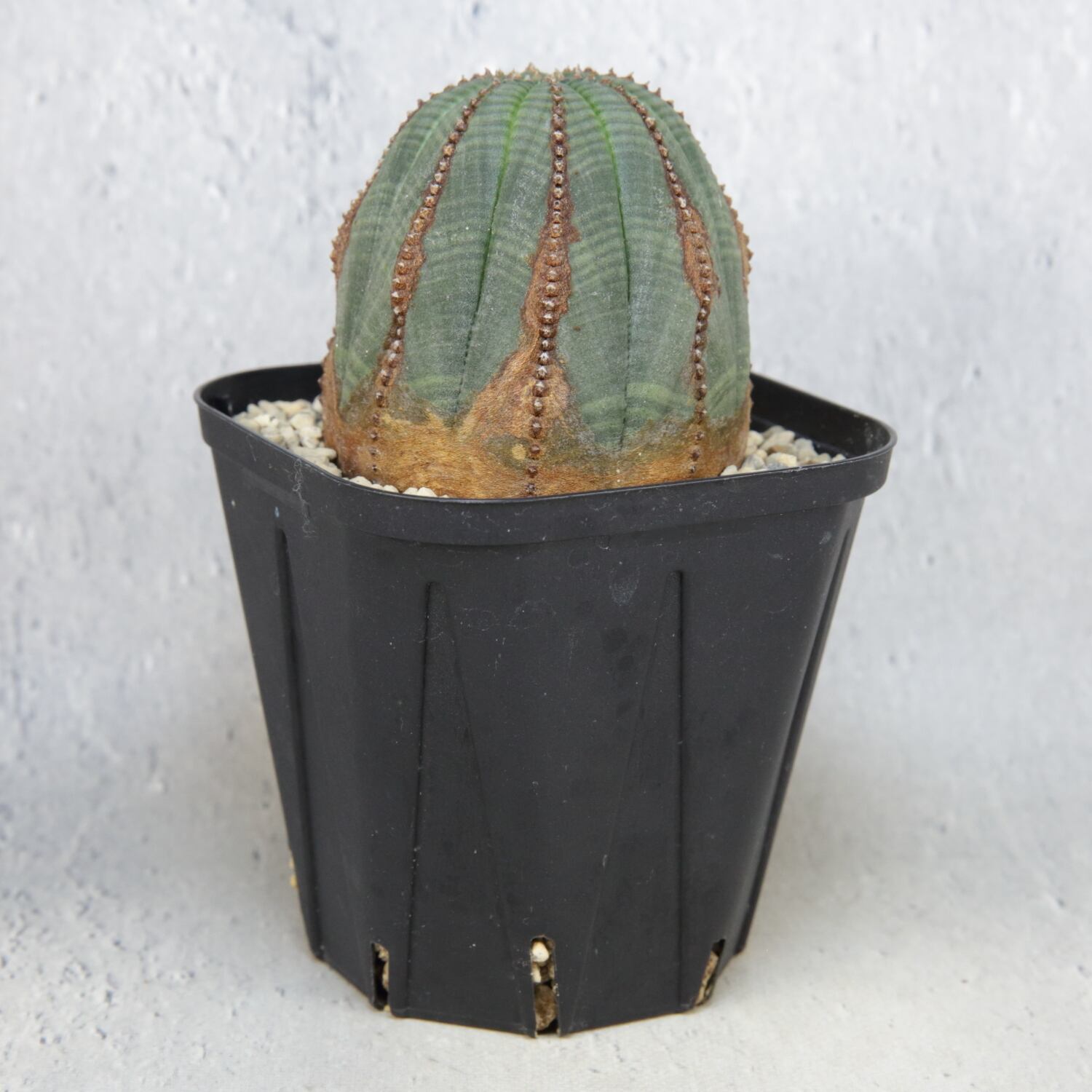 メス株 木質化 オベサ / ユーフォルビア | LIGHTHOUSE.PLANTS