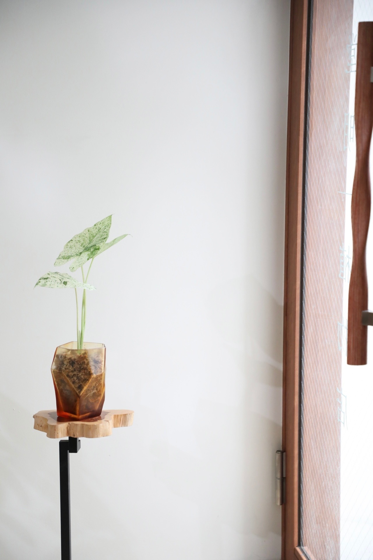 【M】アロカシア オドラ バリエガータ　※【土不使用】グラスポット付き