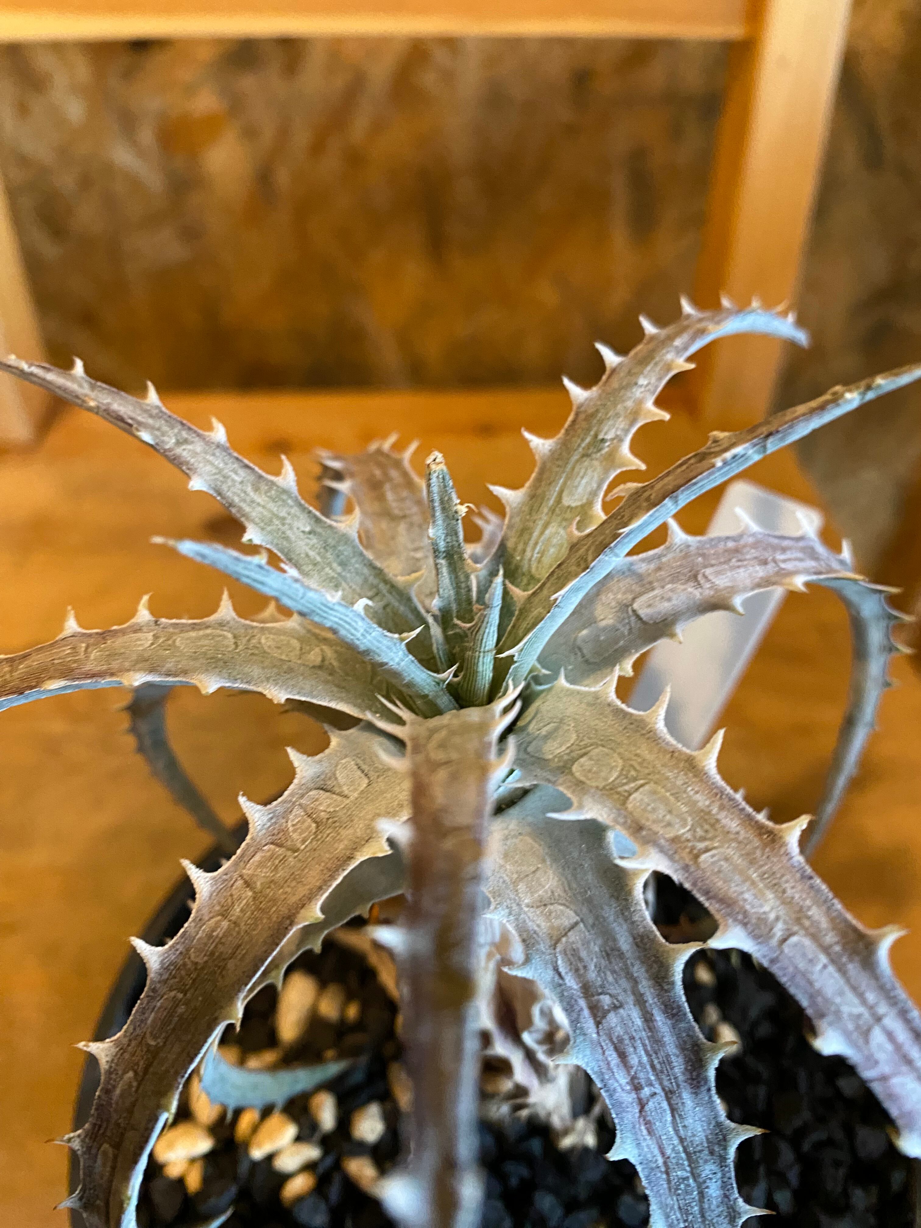 ディッキア ゴエリンギー レッド Dyckia goeringii red H25cm W15cm
