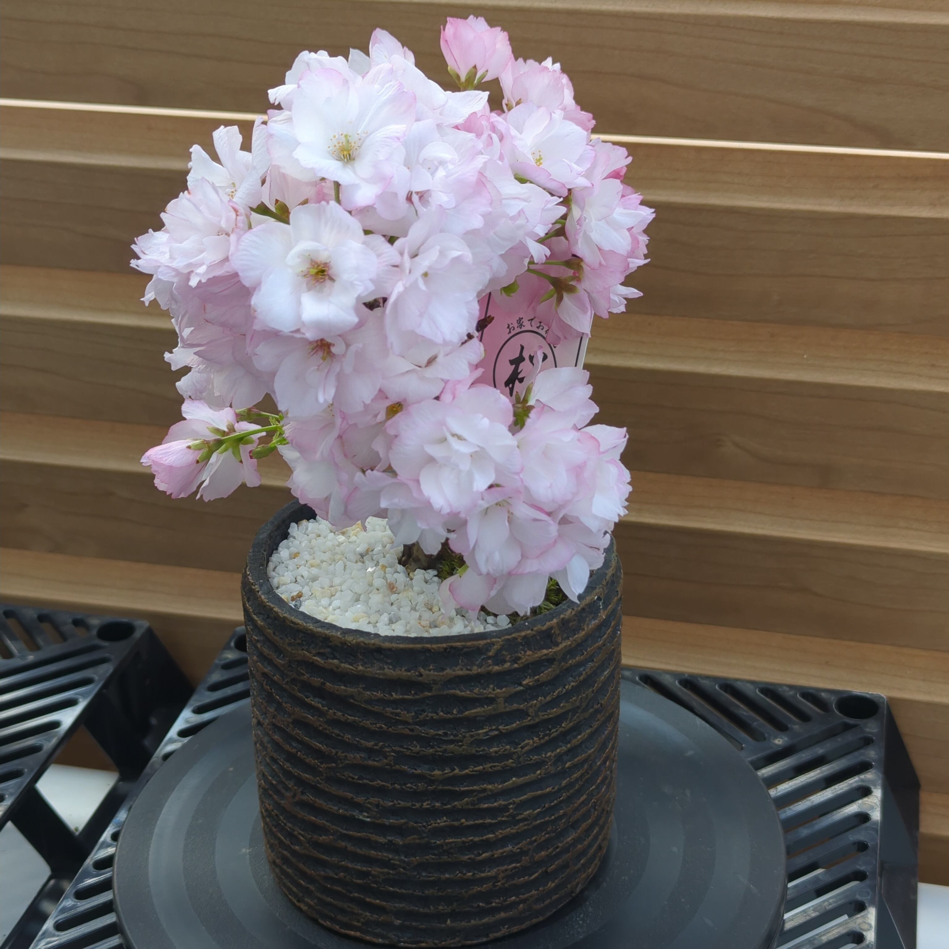 さくら盆栽 4号鉢（陶器鉢・化粧砂付き）旭山桜 ミニ盆栽 | BRIDGE GARDEN