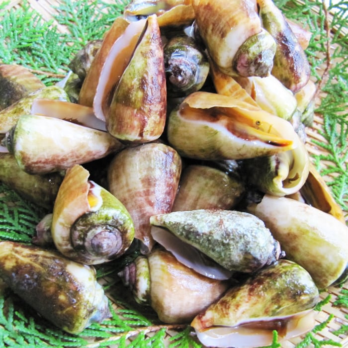 チャンバラ貝（キリアイ）3kg | すくも特産品マルシェ