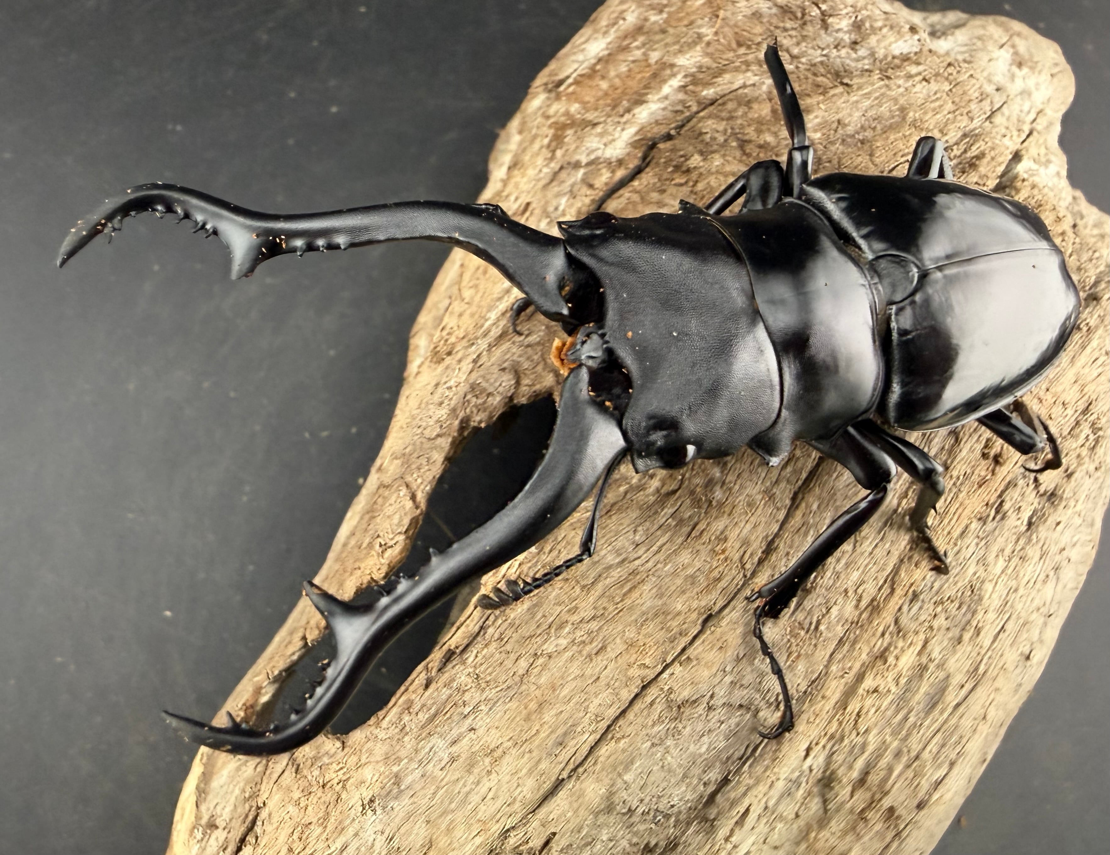 WD】《 ギラファノコギリ亜種マキタイ 南カマリネス産 96.5mm A'品ペア