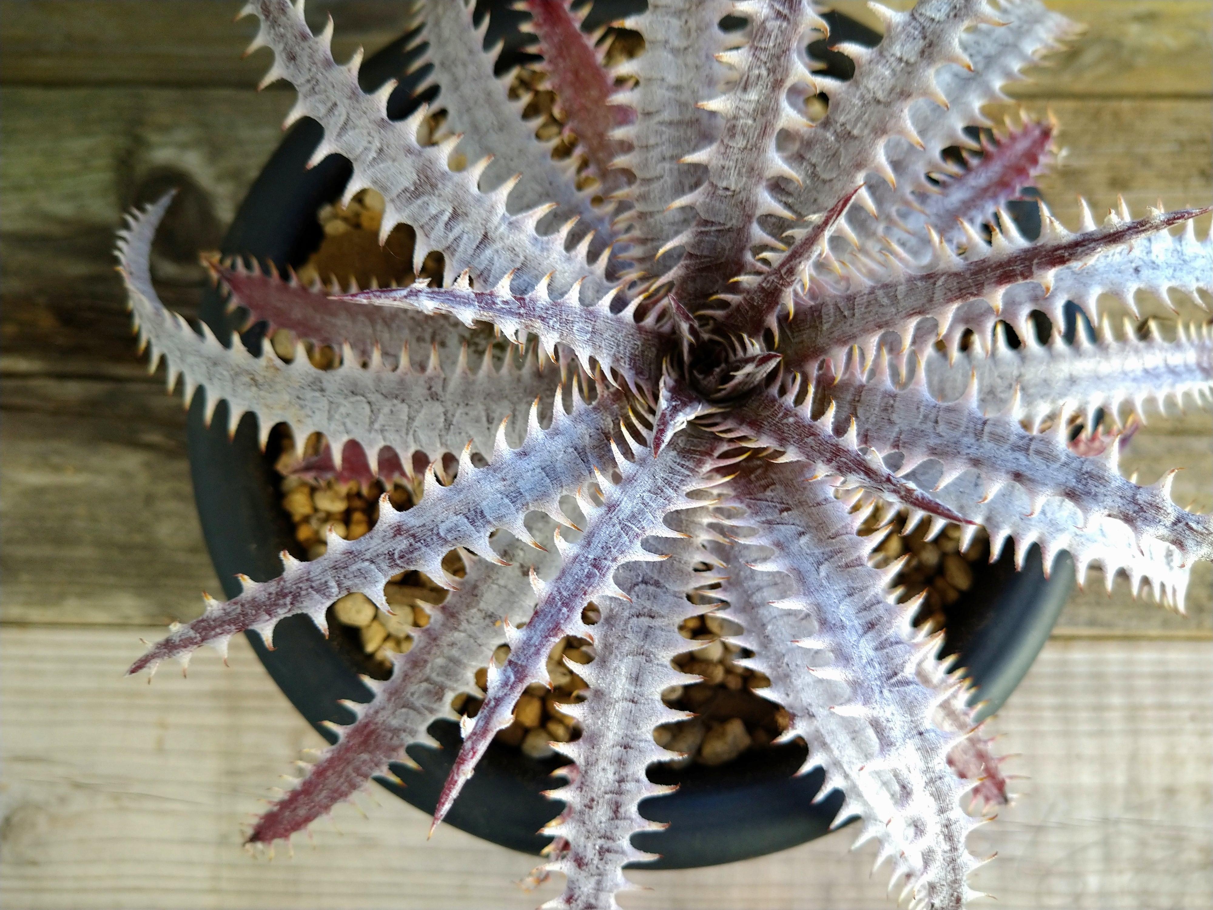 ディッキア・ゴエリンギー×ボーン dyckia goehringii×bone | フラワー