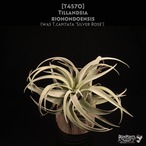 【送料無料】riohondoensis〔エアプランツ〕現品発送T4570