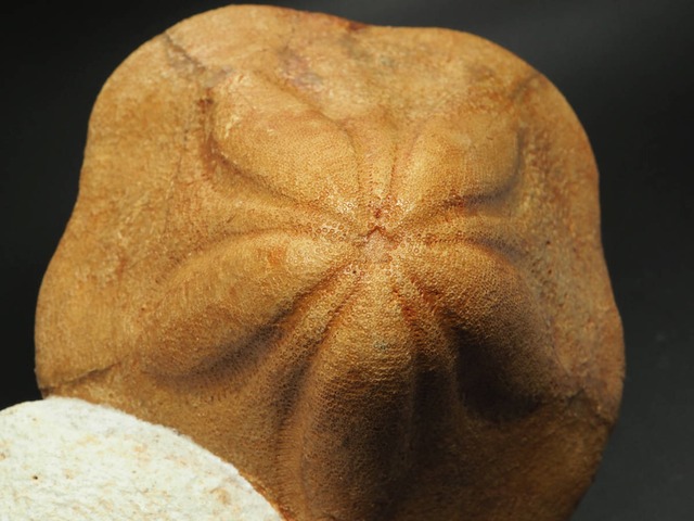 巨大！ウニの化石【Clypeaster sp.】モロッコ王国・タザ州産