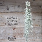 【送料無料】usuneoides curly form〔エアプランツ〕