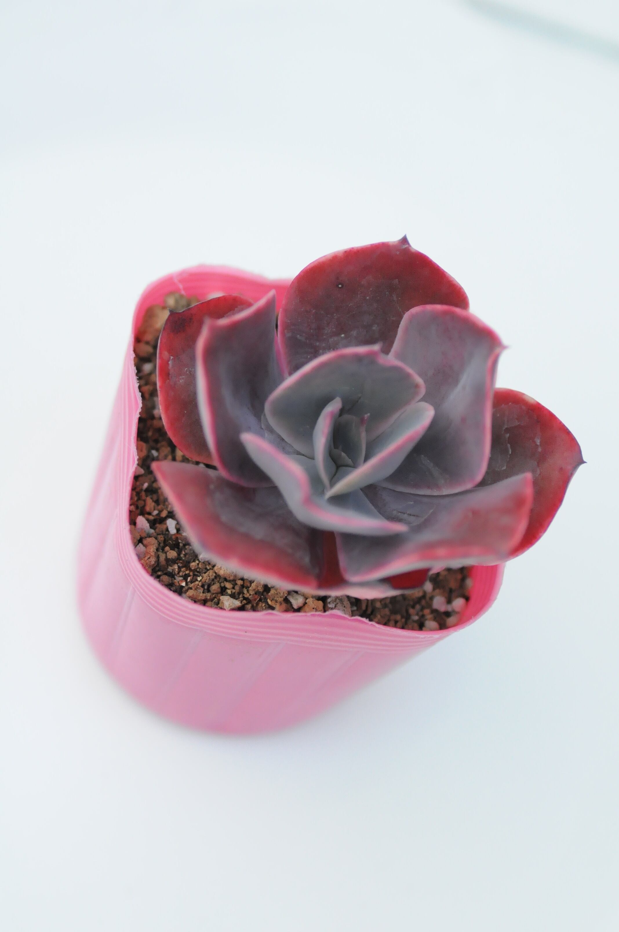 ローザピンク 多肉植物 エケベリア 韓国苗 | PAY ID