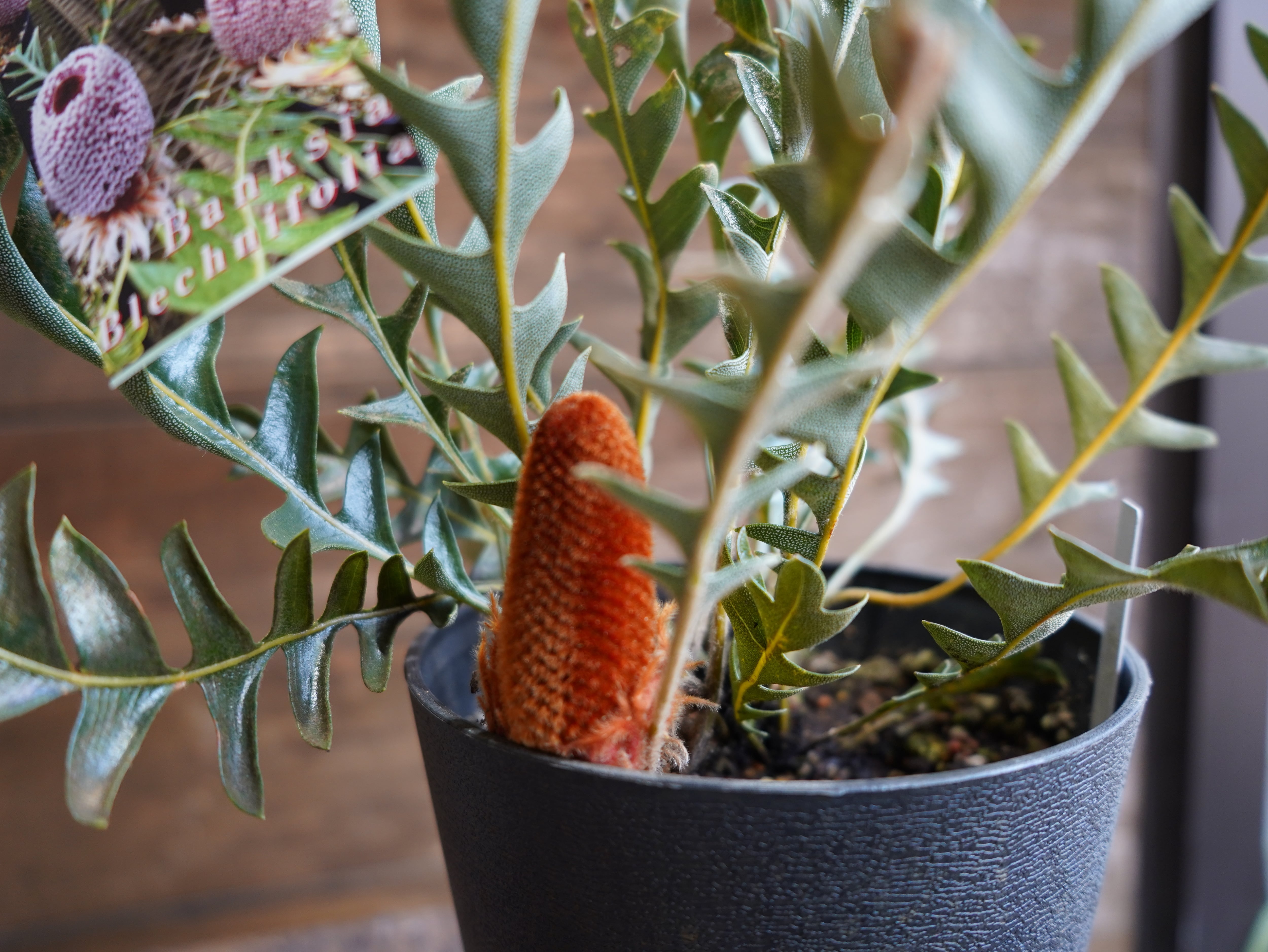 【現物】バンクシア "ブレイクニフォリア" A