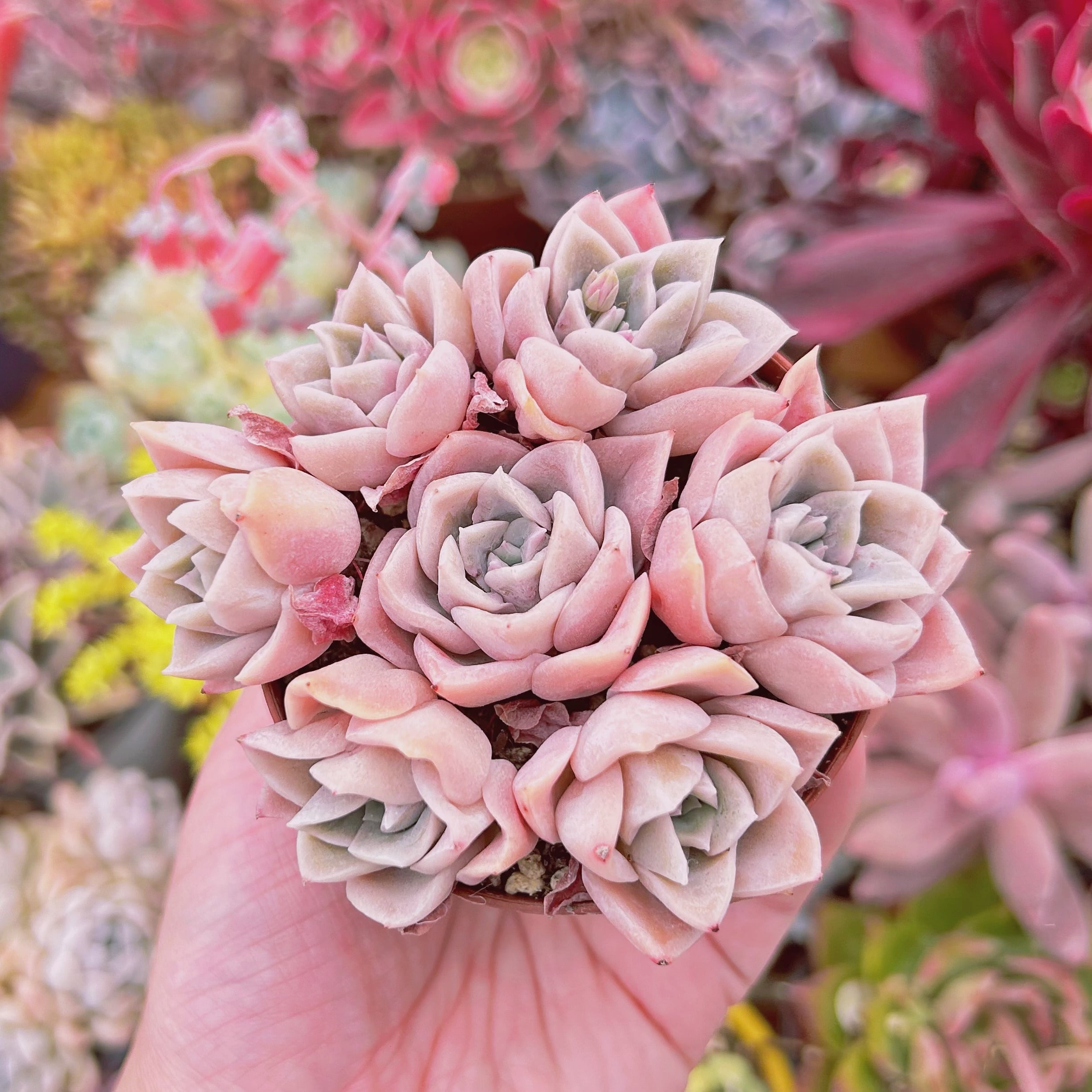 #799現物　多肉植物　ラブリーローズx白牡丹