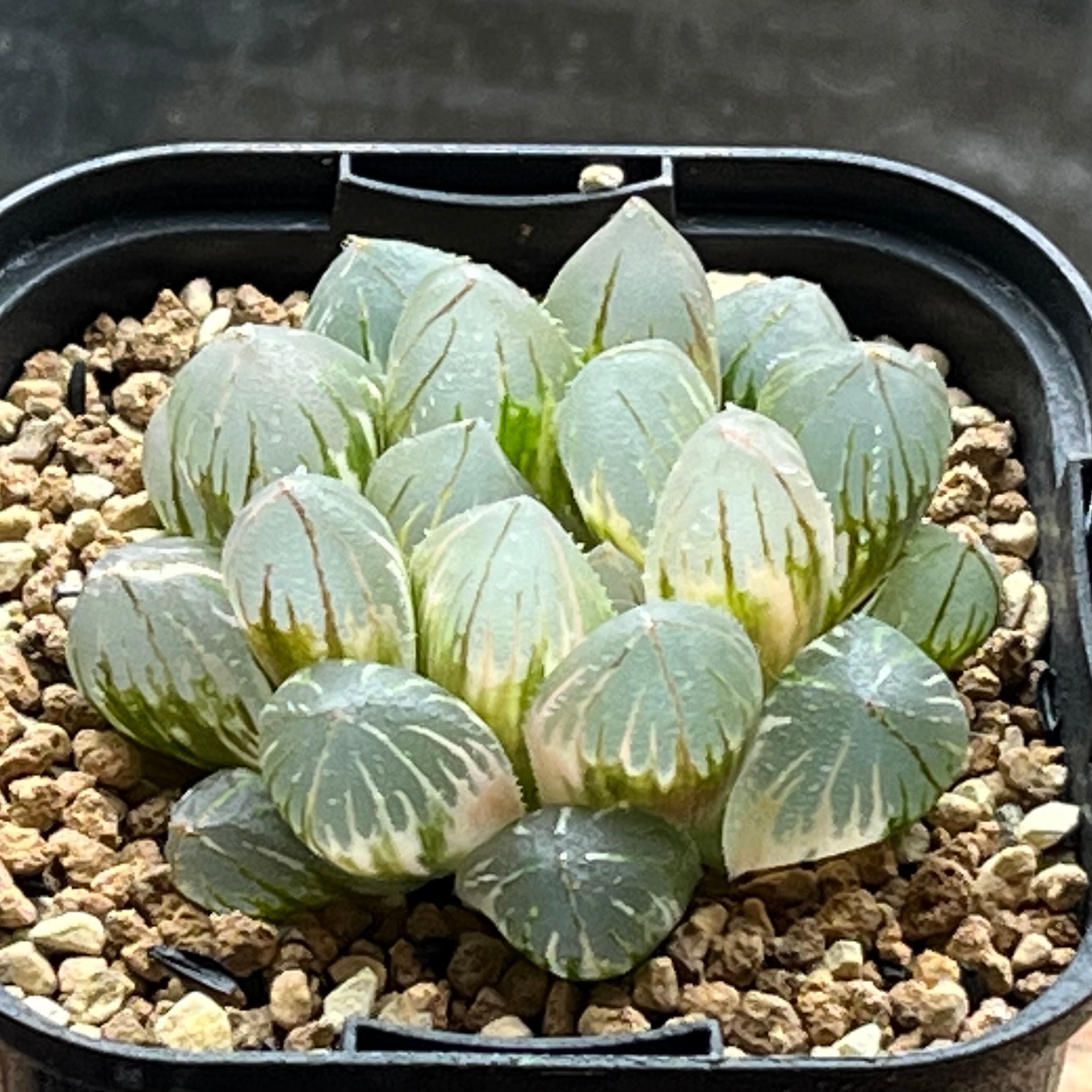 ハオルチア 火鳳凰錦 | mocono_plants