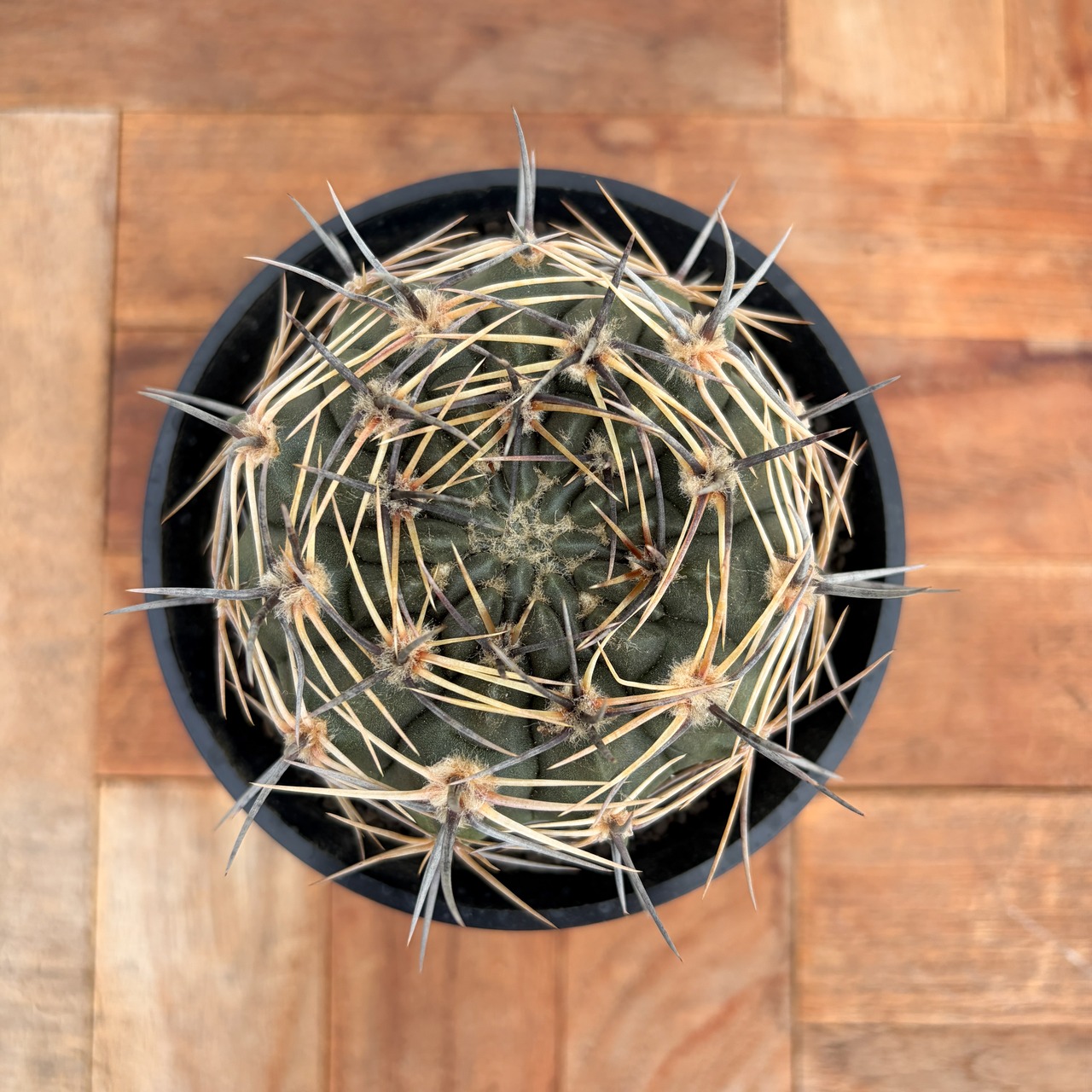 Gymnocalycium bicolor【ギムノカリキウム・ビカラー】