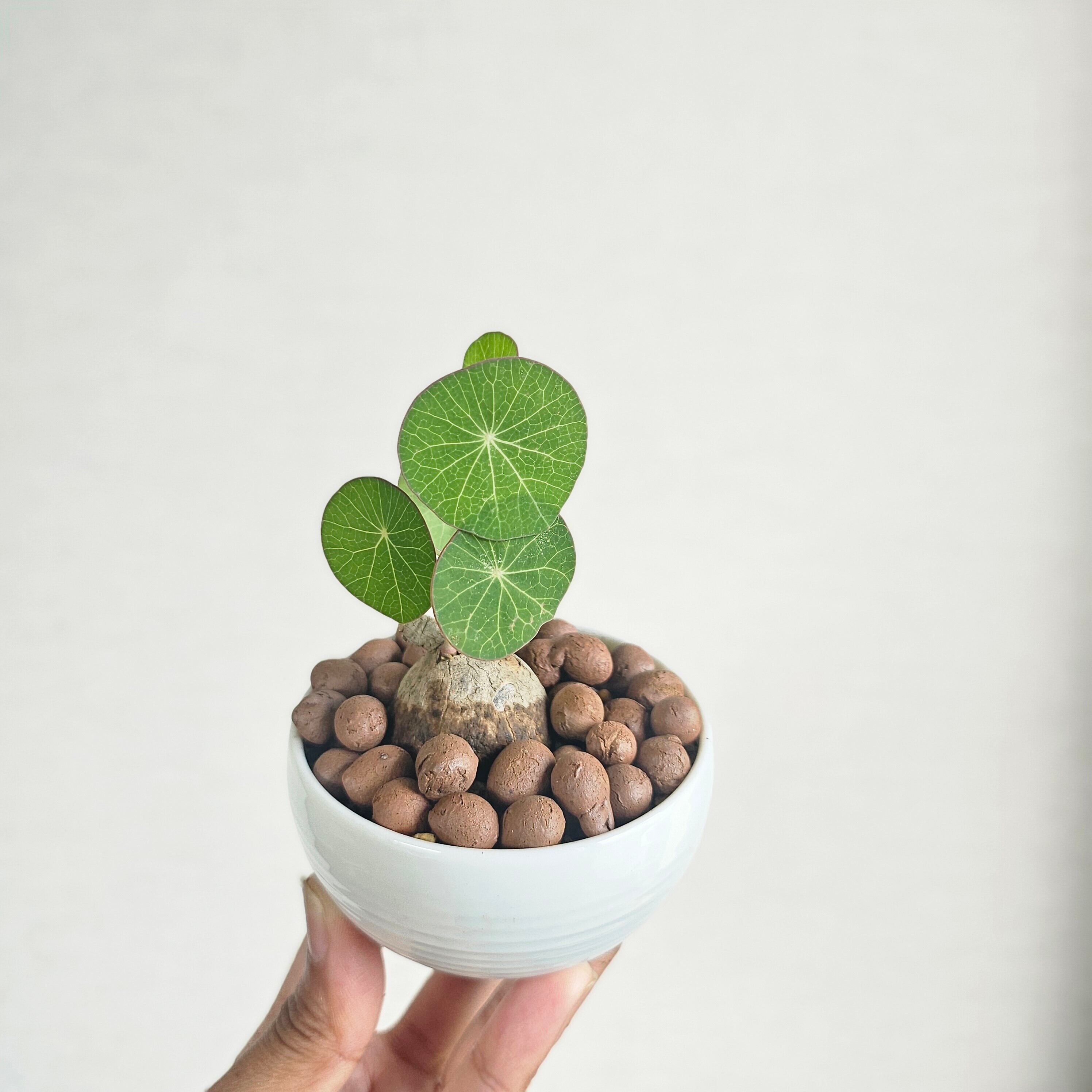 現物♡〚ステファニア エレクタ〛Stephania Erecta