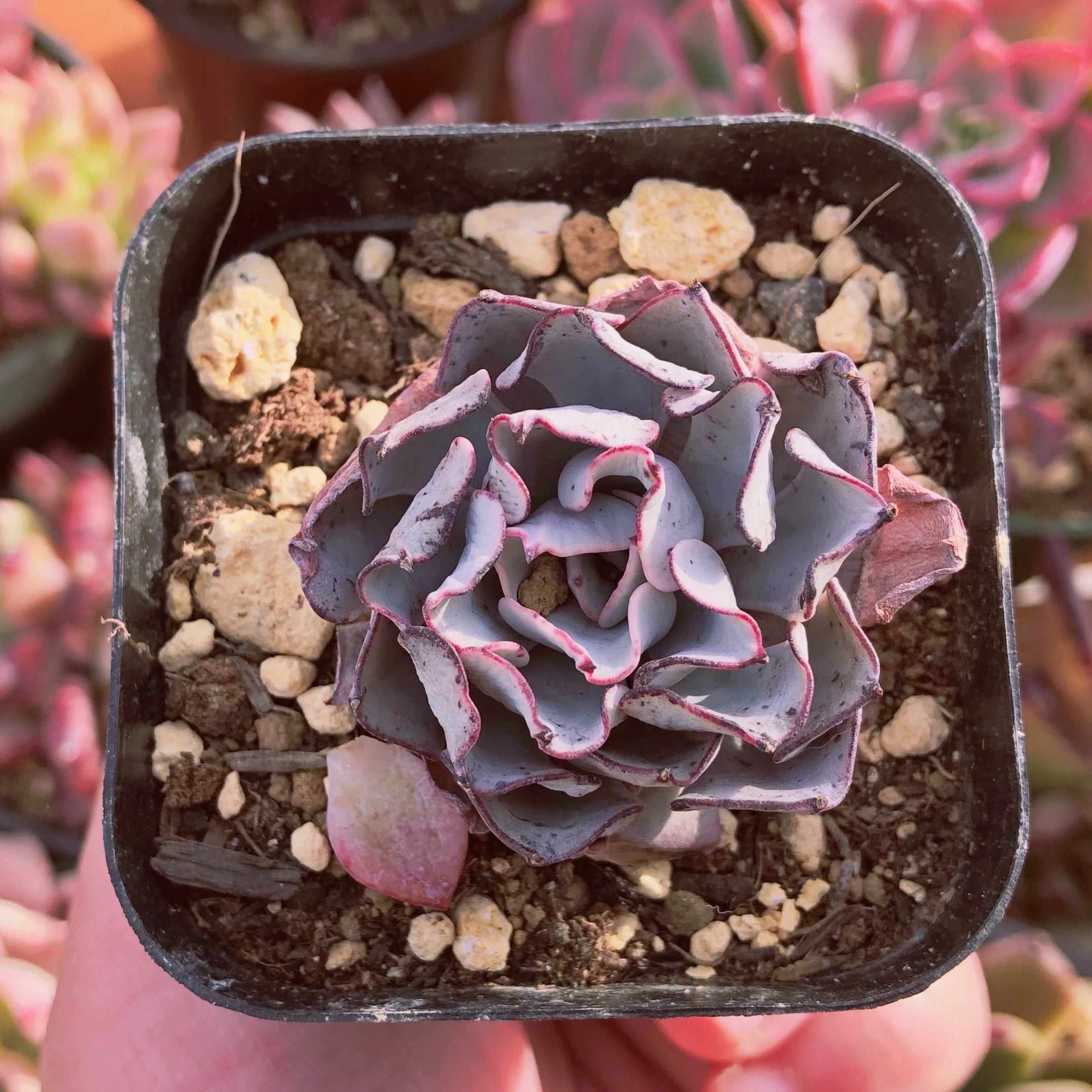 多肉植物　ノヴァ