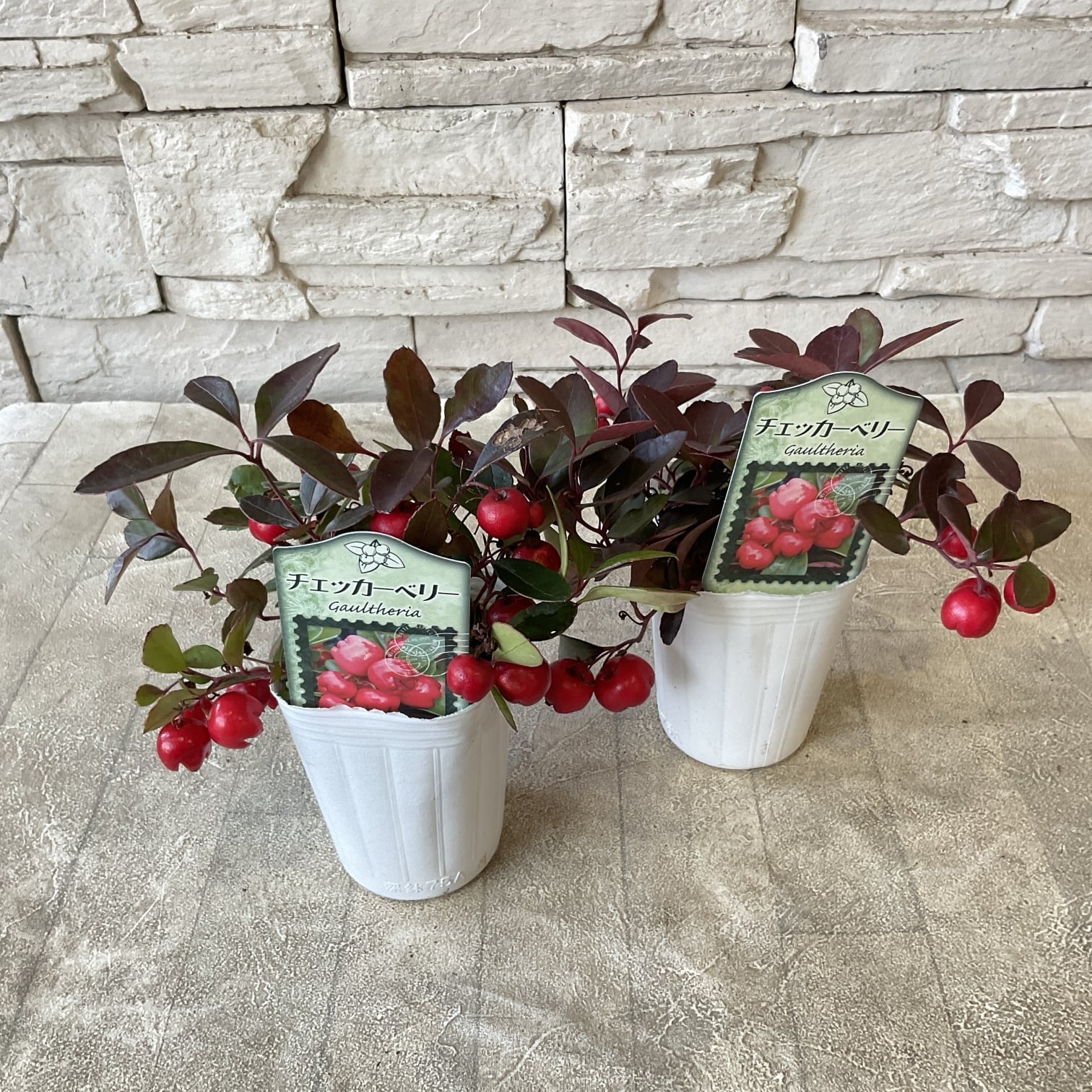 チェッカーベリー様 チェッカーベリー 2.5寸ポット | 橋本種苗園