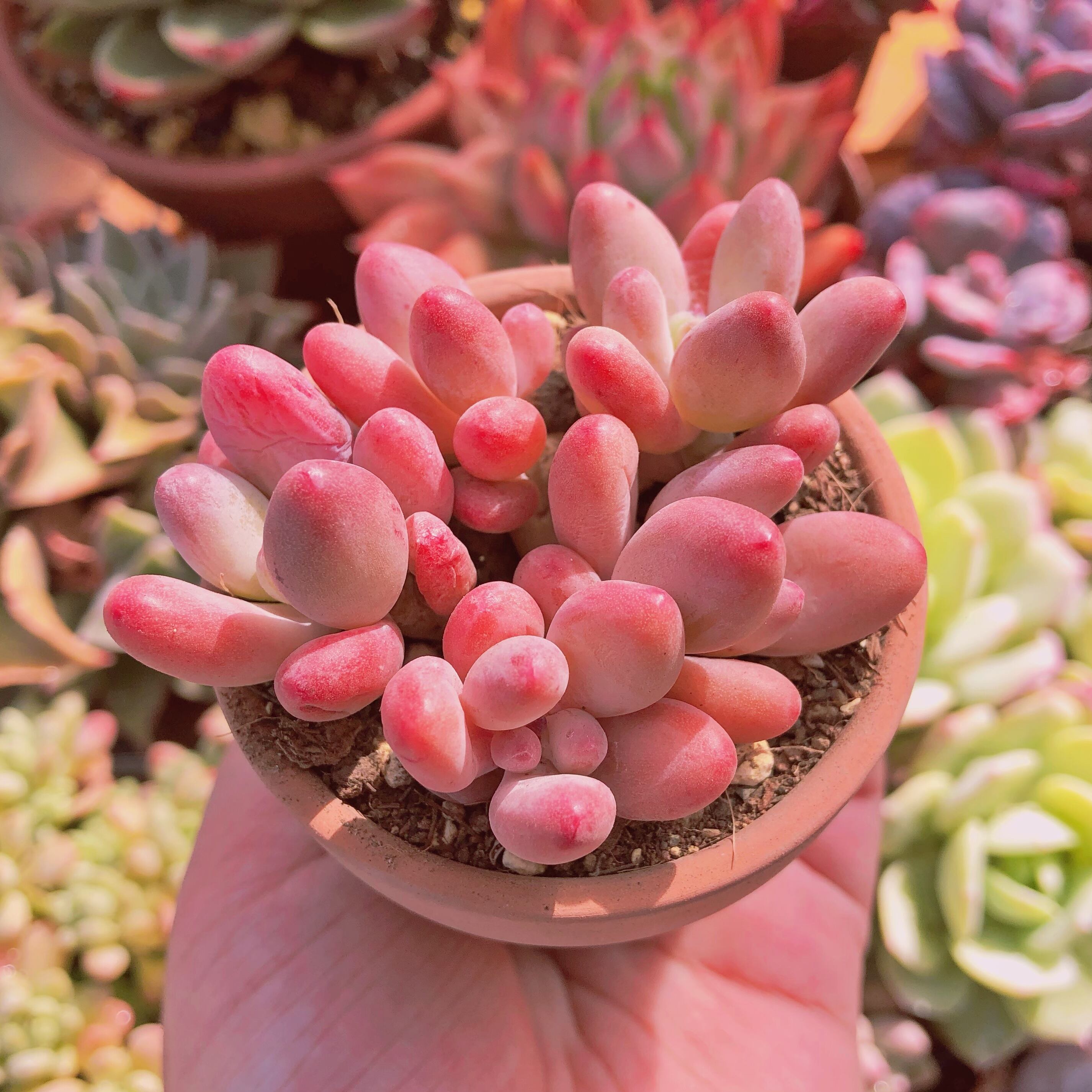 D’  多肉植物　葉っぱセット　フルーツ・スイーツ・錦など