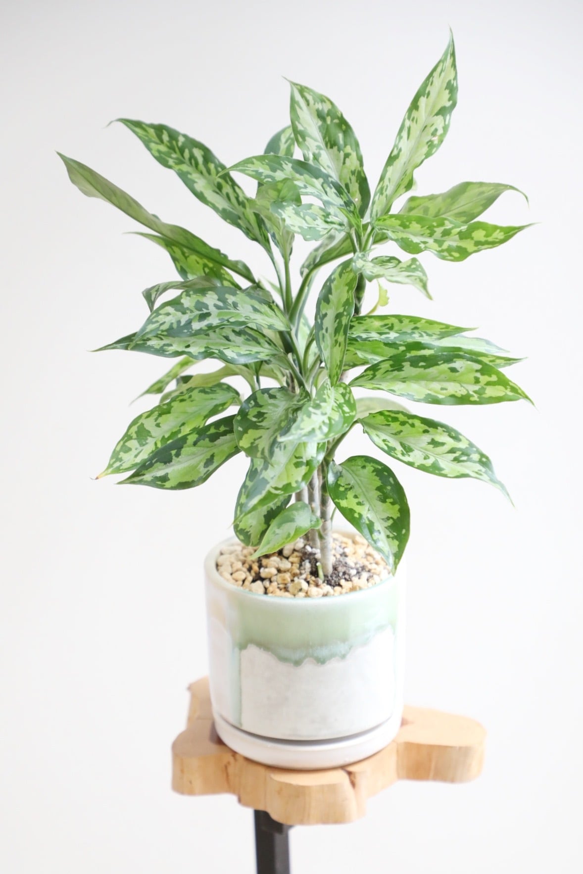 希少】【S】アグラオネマ ピクタム エウレカ/Aglaonema pictum