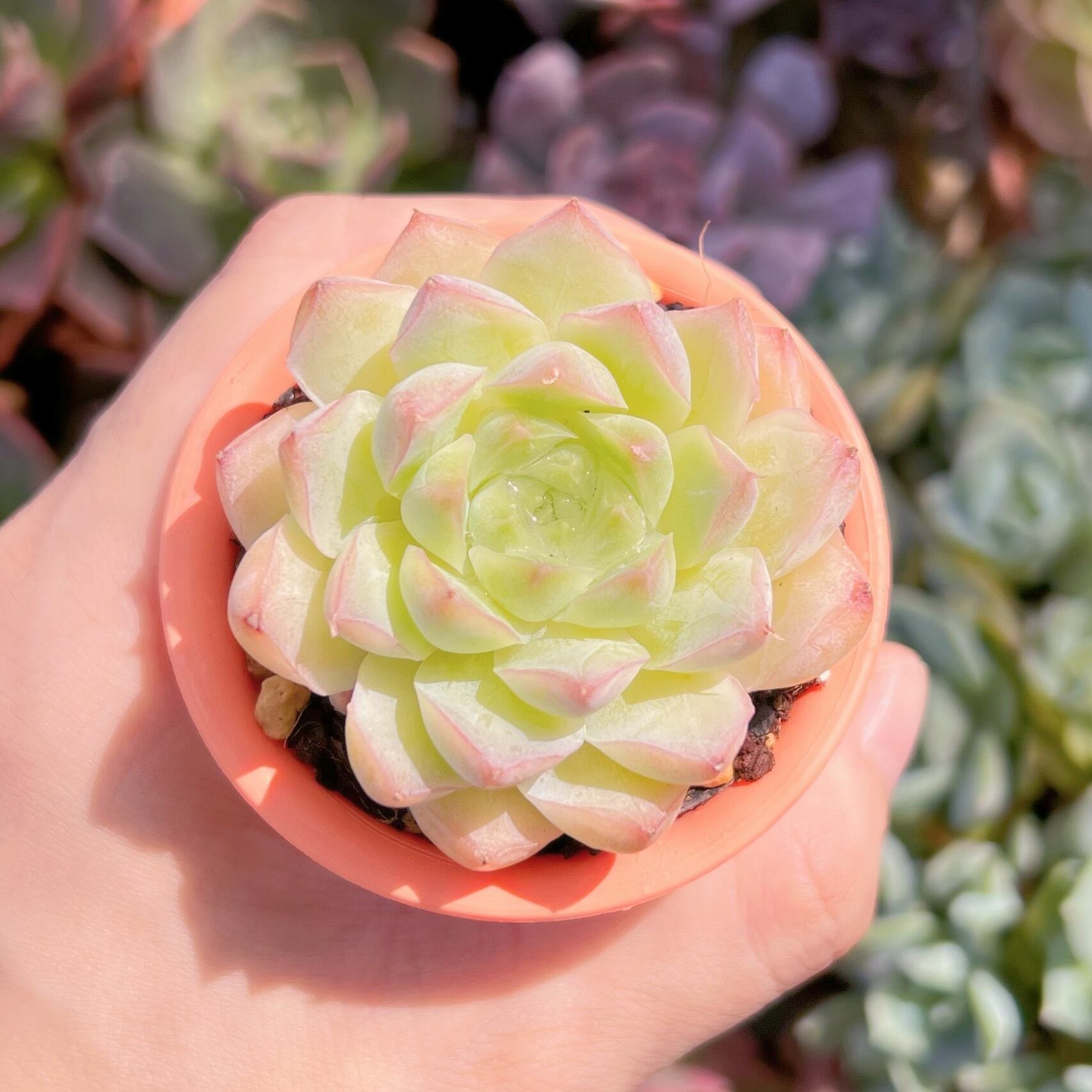 多肉植物　桃薫　新入荷