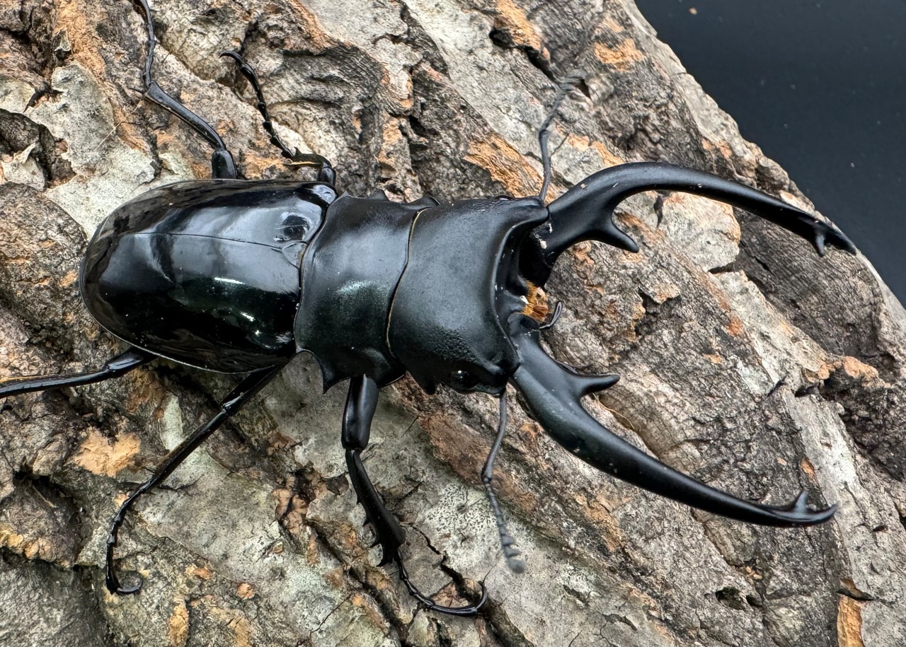 【WD】《インターメディアツヤクワガタ 87mm A'品ペア》