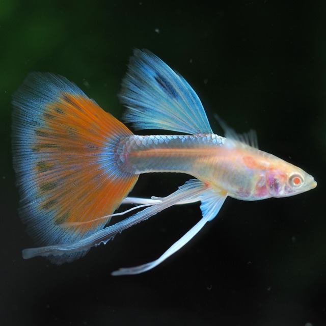 【現物】RREAアクアマリンレッドテールタキシードリボン　1カルテット