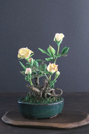 盆栽 ミニ薔薇 Mini rose Bonsai #137