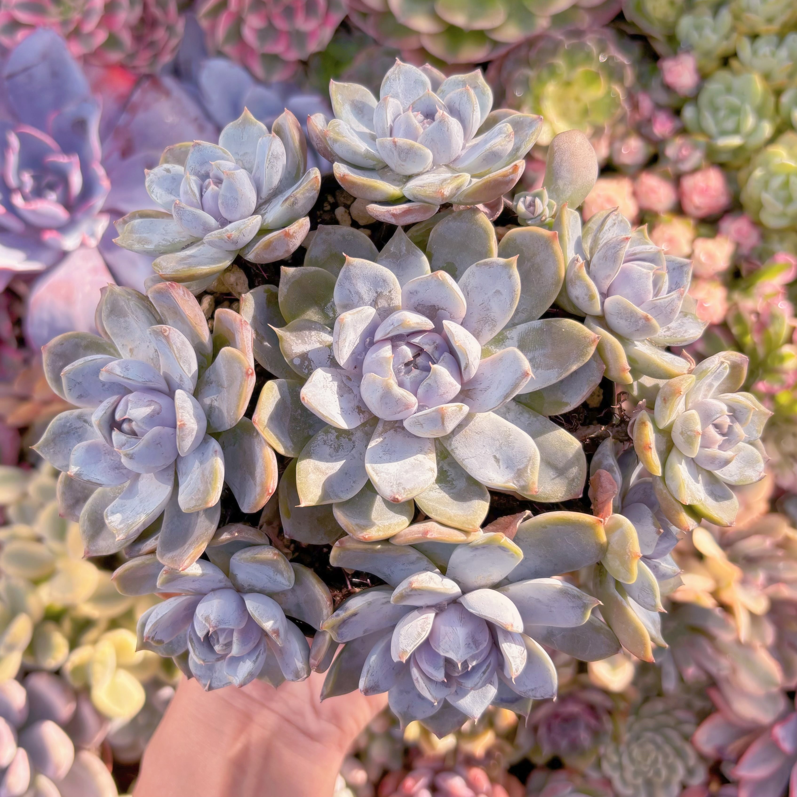 現品　雪兎#A69　大群生　新入荷　るる農園