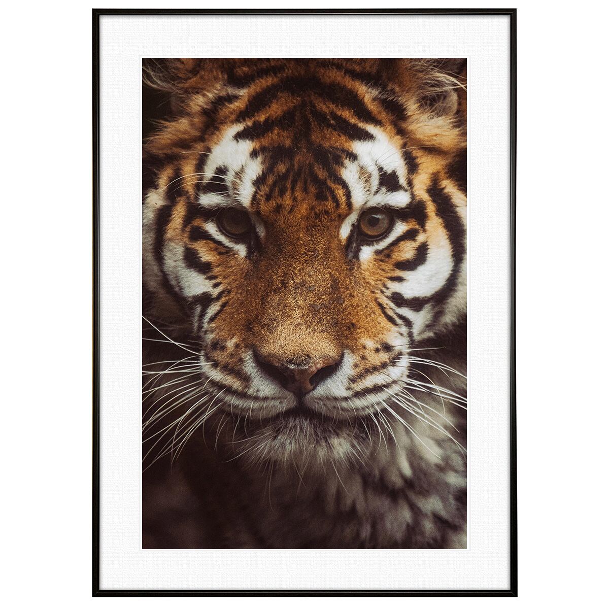 虎 | インテリアアート写真・通販のアートスクワッド