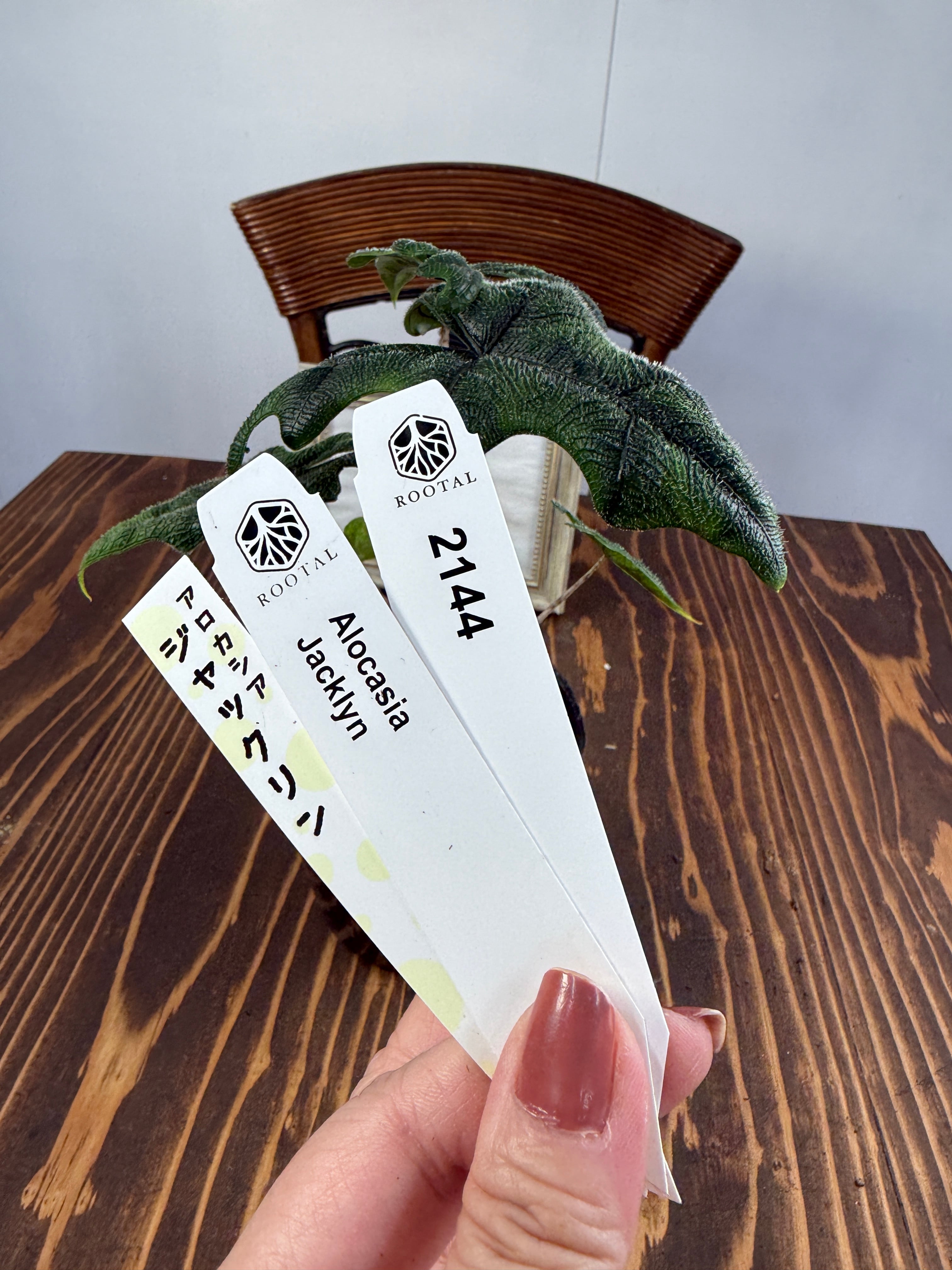 その他 | ROOTALPLANTS
