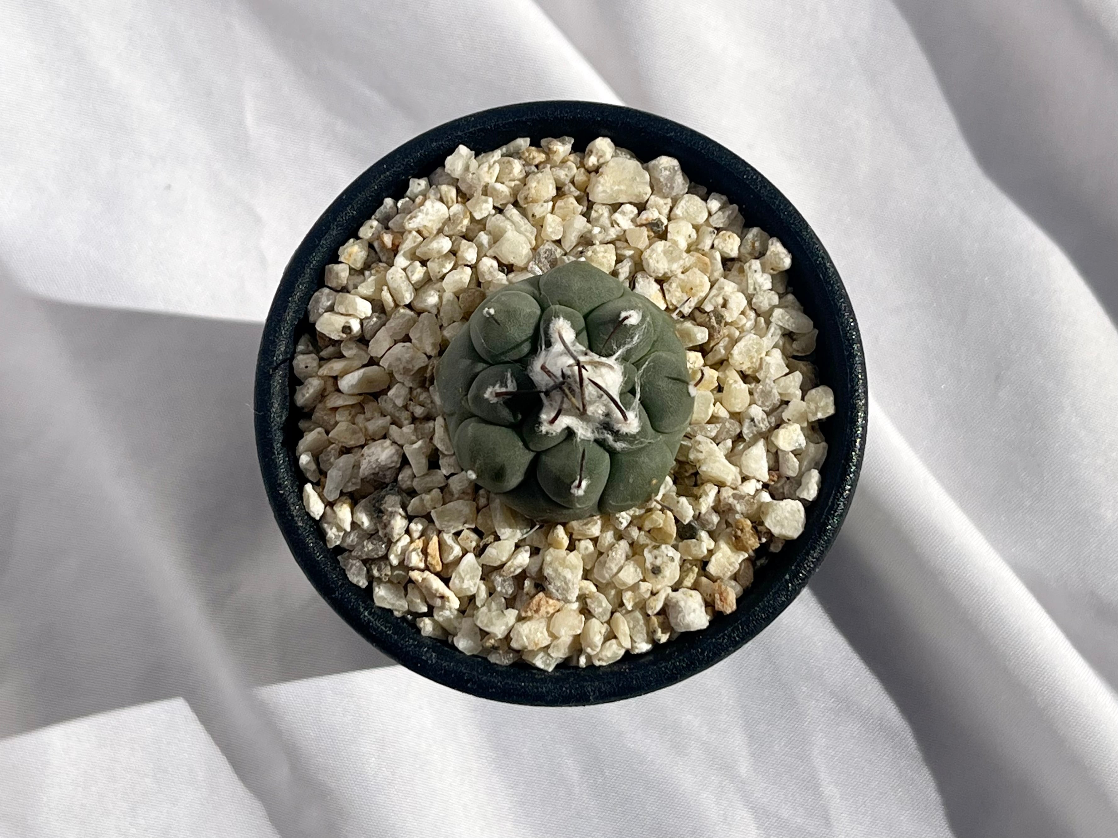 Turbinicarpus jauernigii ツルビニカルプス ハウエルニギー サボテン