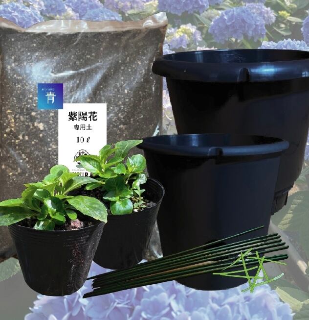 紫陽花育成キット 青 三浦園芸