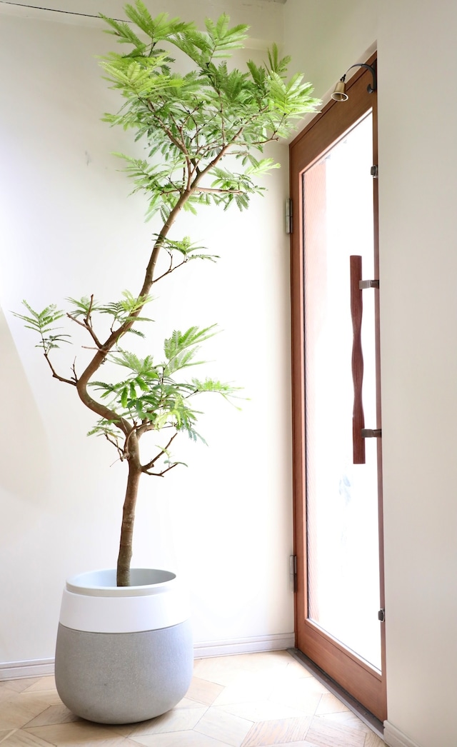 【都内近郊限定配送】【210cm】エバーフレッシュ/Pithecellobium confertum ever fresh ※鉢カバー別売り