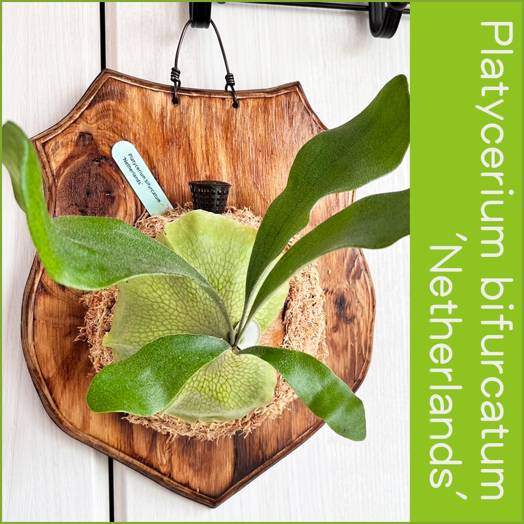 ビカクシダ ネザーランド 板付 【観葉植物 室内 コウモリラン