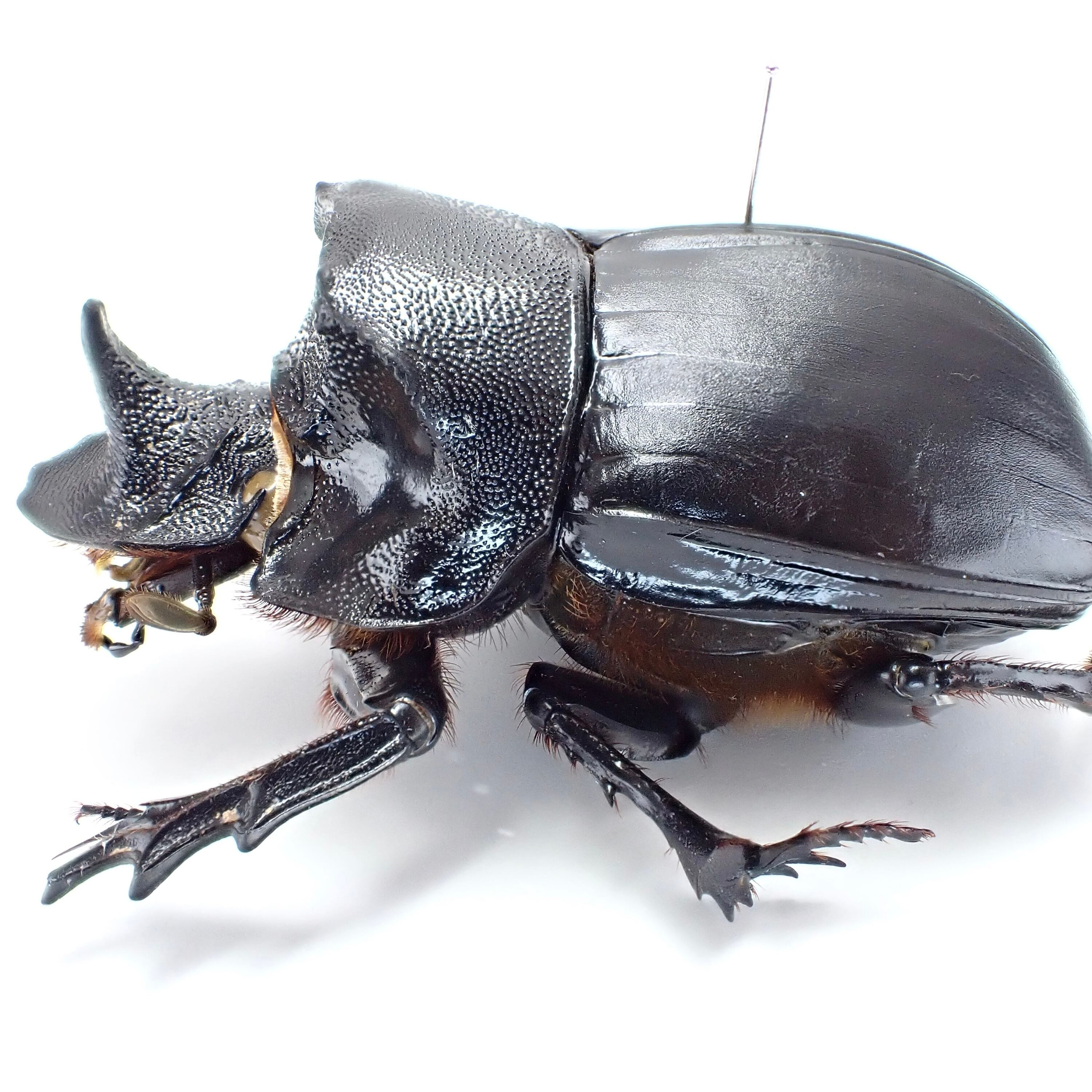 マレーシア産 Heliocopris tyrannus ♂♀ 58mm/61mm | 昆虫標本