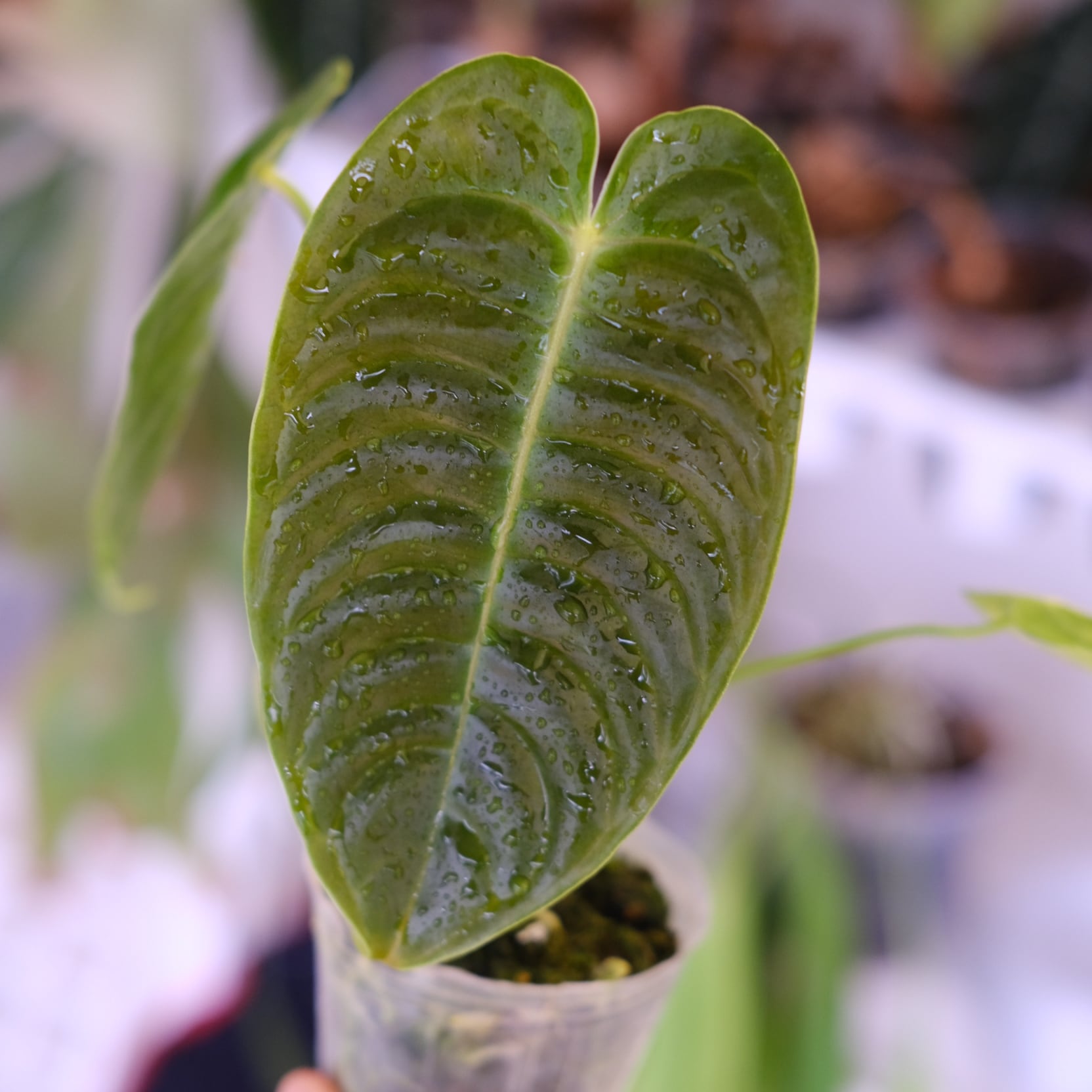アンスリウム・ベイチー│Anthurium Veitchii③│観葉植物